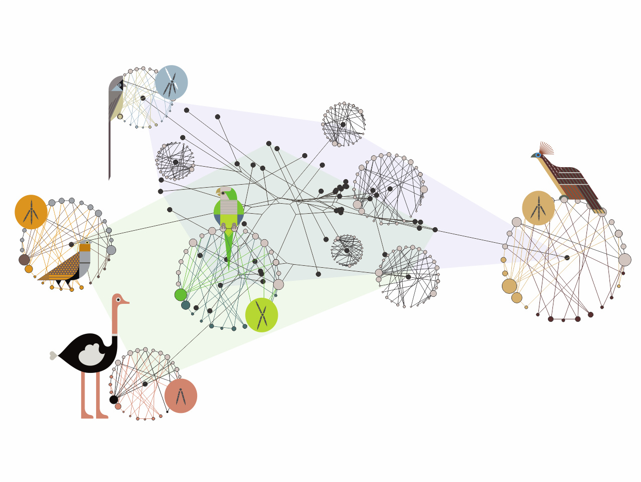 The evolutionary journey of the avian foot through anatomical network analysis