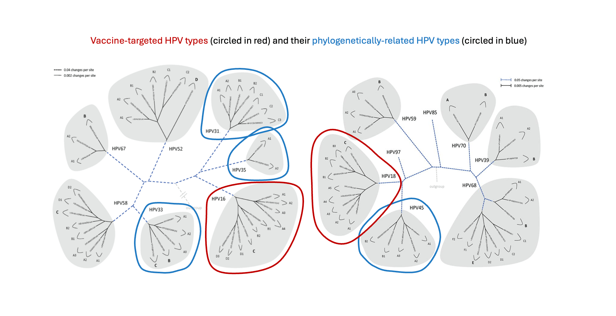Bivalent HPV vaccine performance against cross-protected HPV genotypes: Implications of differential vaccine efficacy across viral variants 