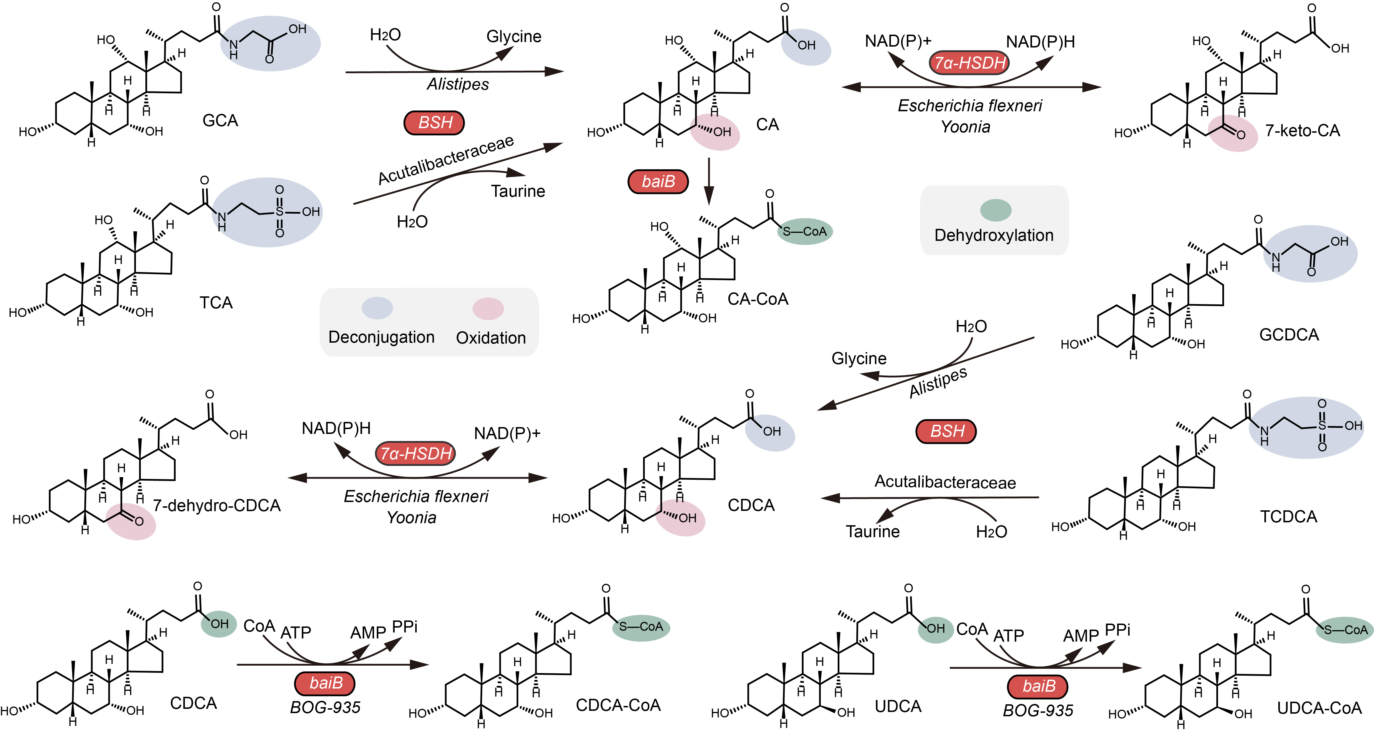 Genome-centric investigation of bile acid metabolizing microbiota of dairy cows and associated diet-induced functional implications