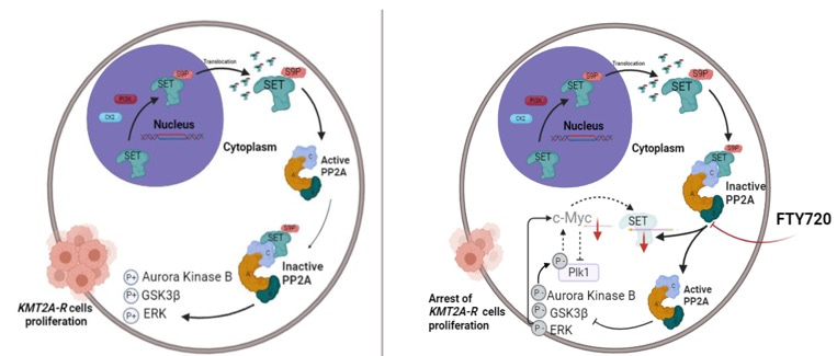 An embryonic protein and an old drug in the spotlight of aggressive KMT2A-rearranged leukaemia
