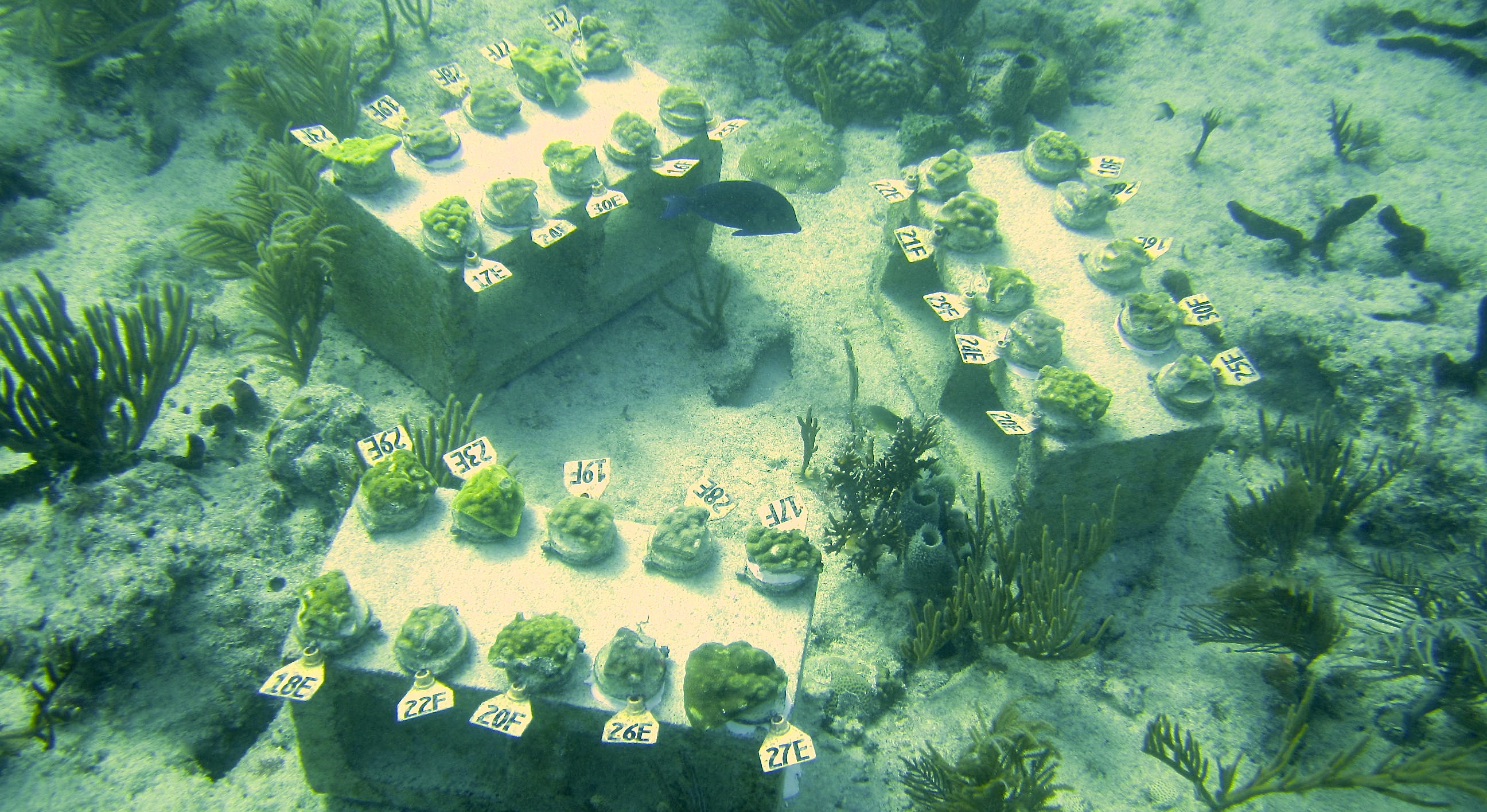 Hurricanes, octopods, and the "gene list": the challenges of ecological genomics in the sea