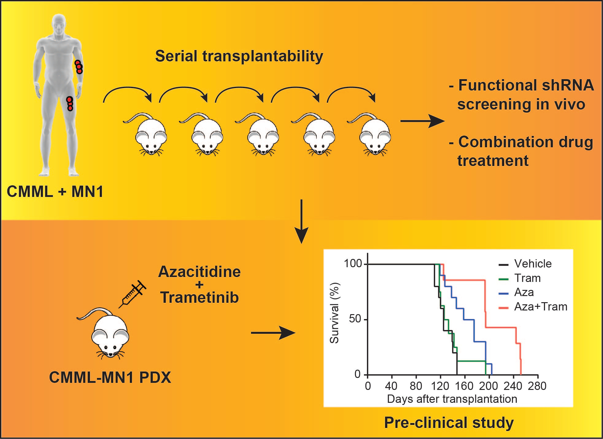 Effective drug treatment identified by in vivo screening in a transplantable patient-derived xenograft model of chronic myelomonocytic leukemia