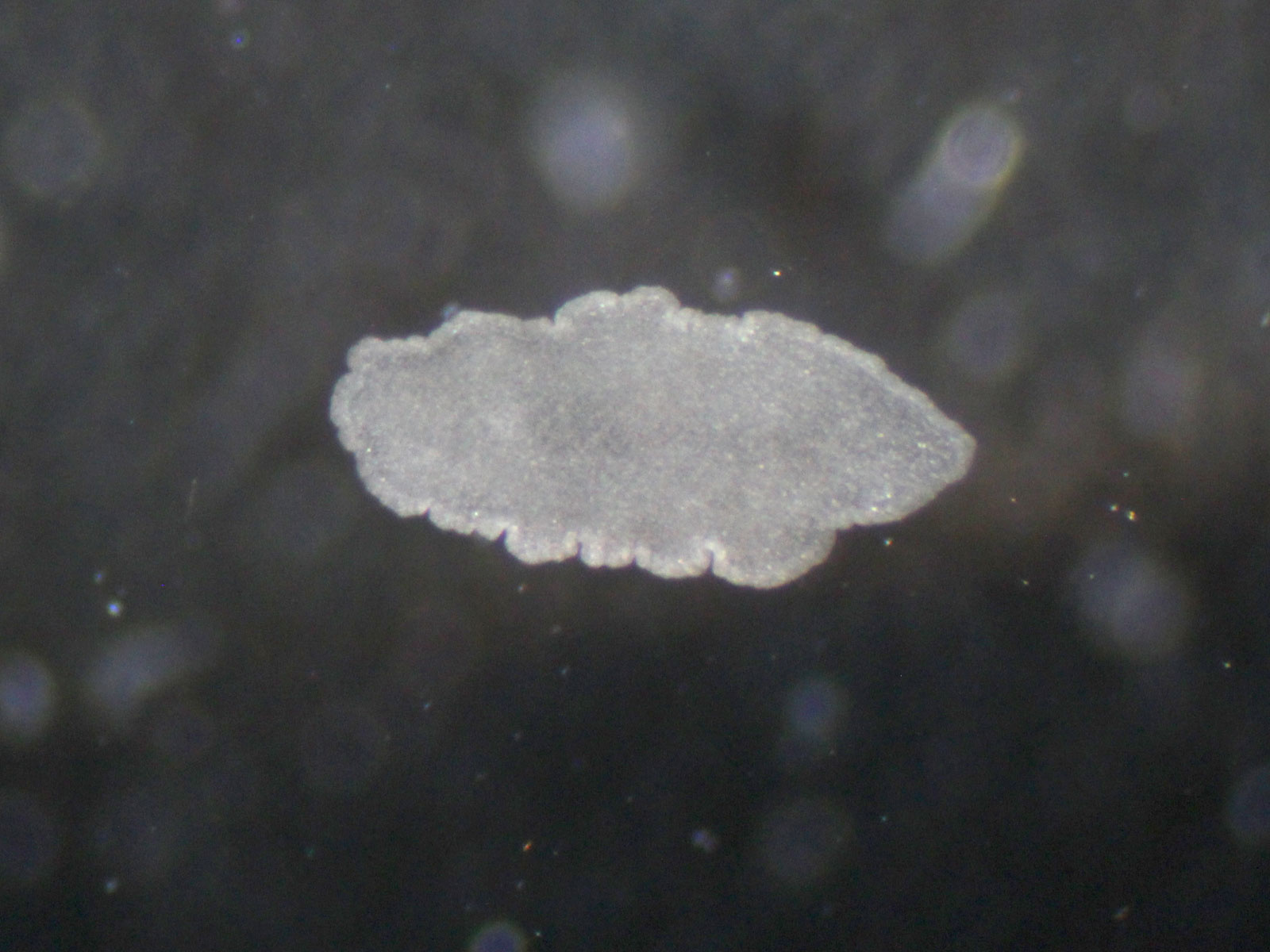 A simple animal reveals fascinating insights in intracellular symbionts