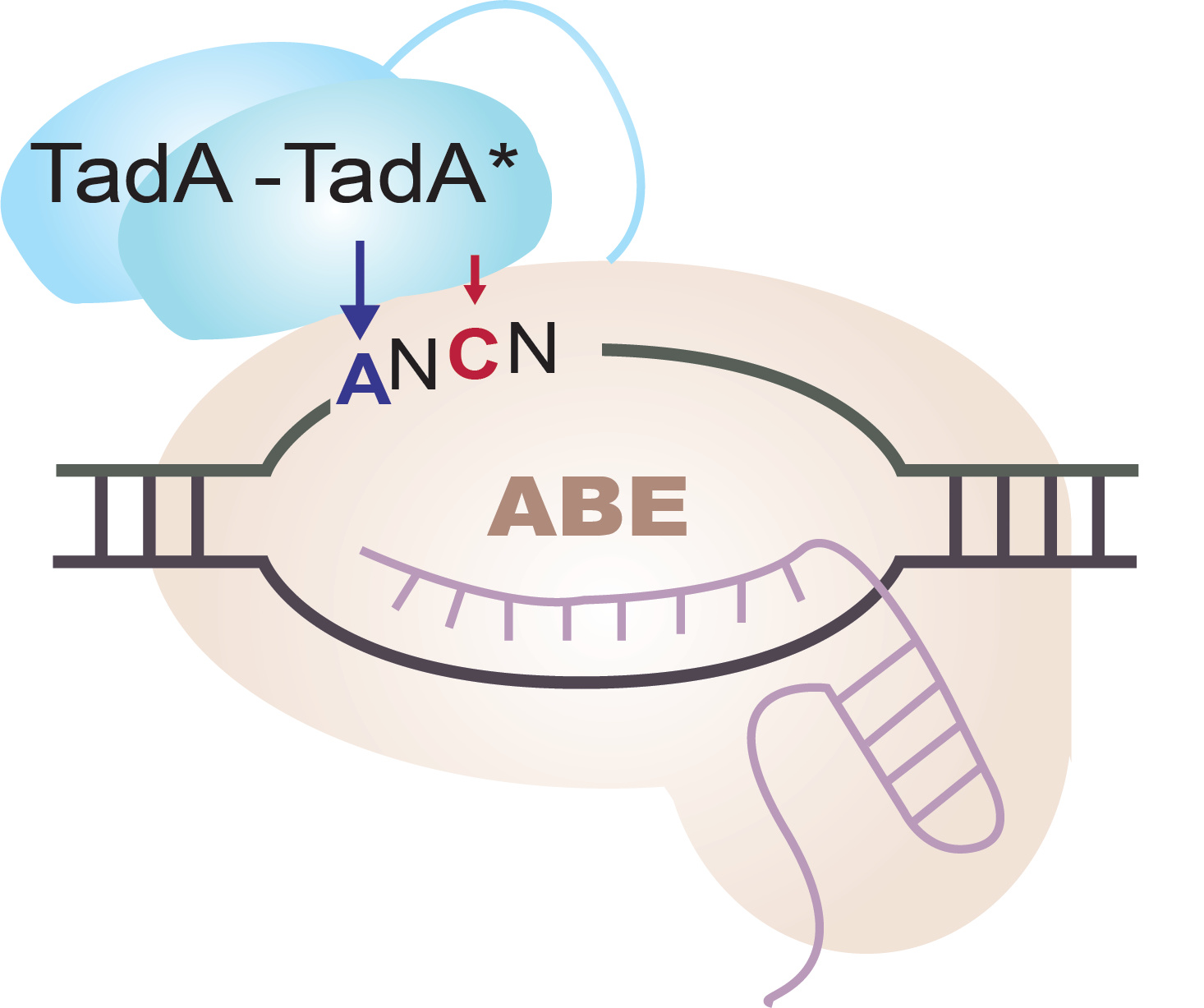 Adenine base editors catalyze cytosine conversions in human cells
