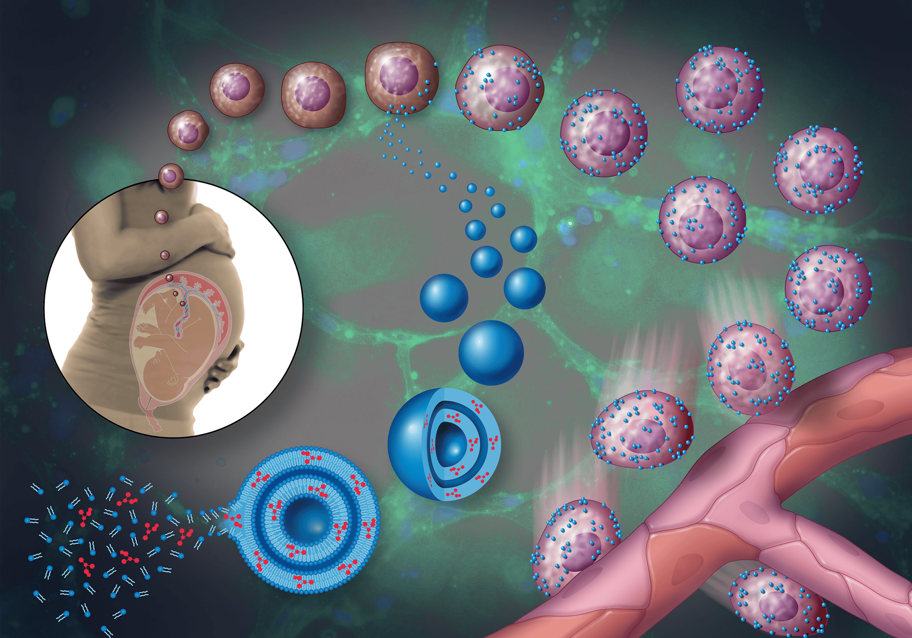 Using Nanoparticle “Backpacks” to Rejuvenate Damaged Stem Cells