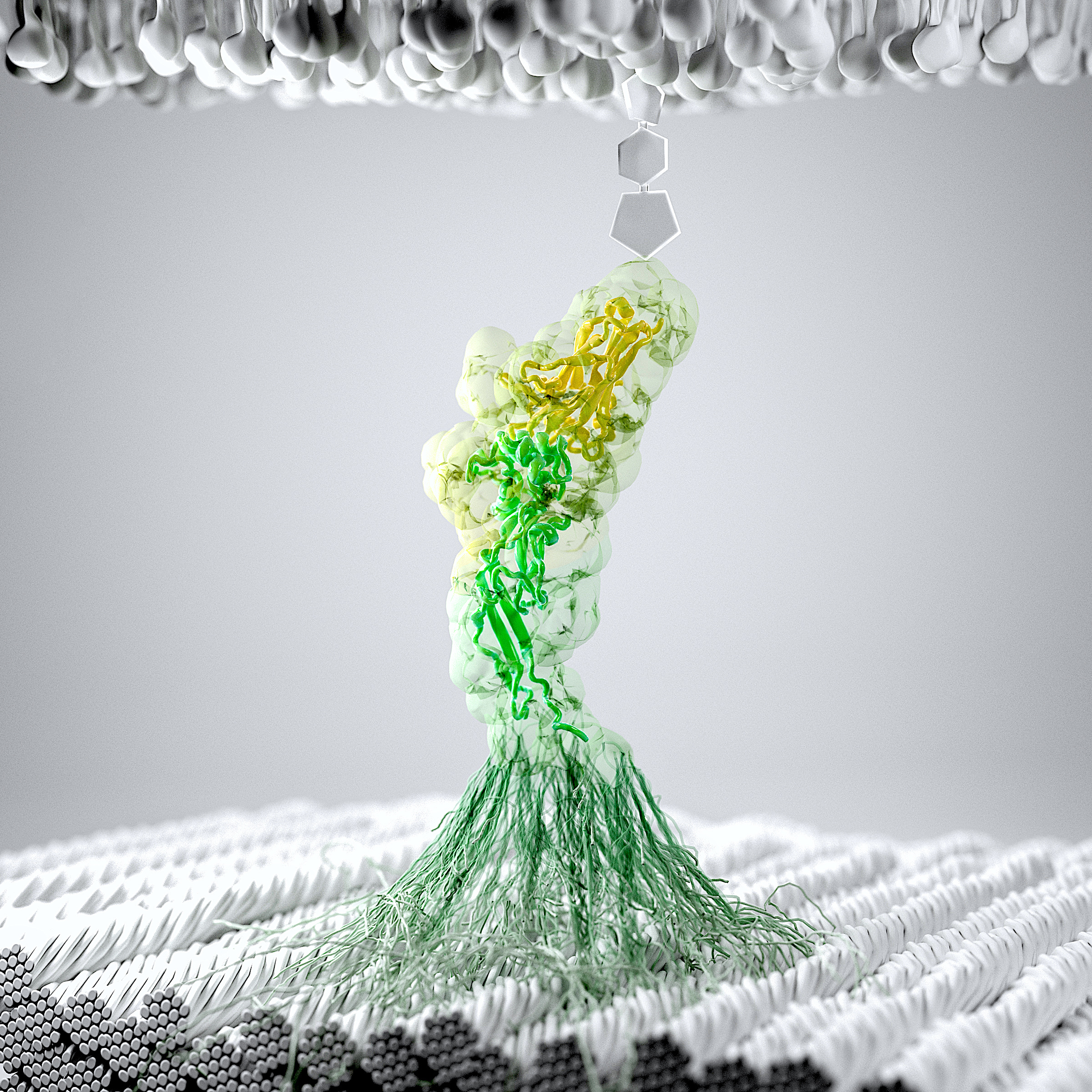 Decoding complex adhesion mechanisms from human gut bacteria