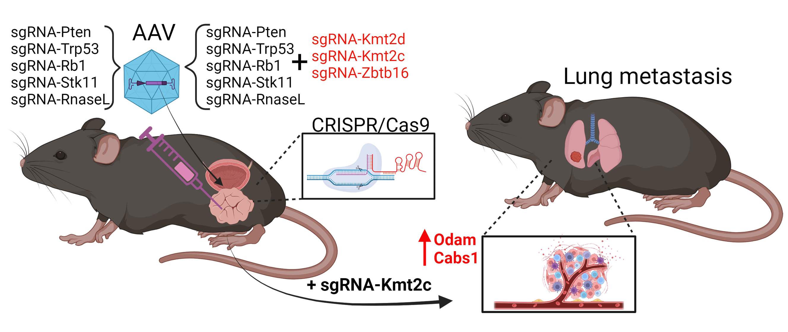 Unleashing the Potential of CRISPR for In Vivo Cancer Research