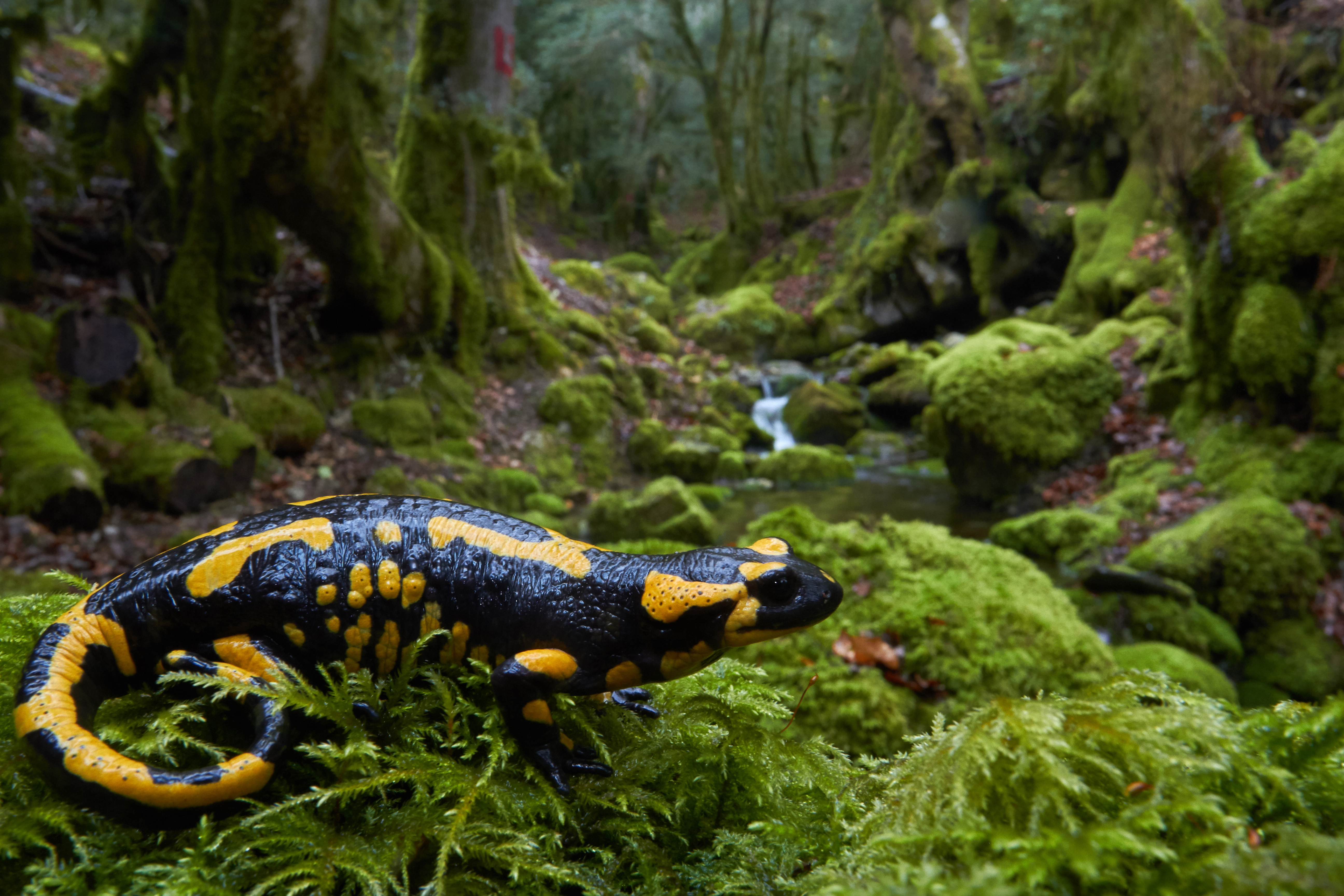 Metamorphosis as a driver of morphological diversity in Salamanders