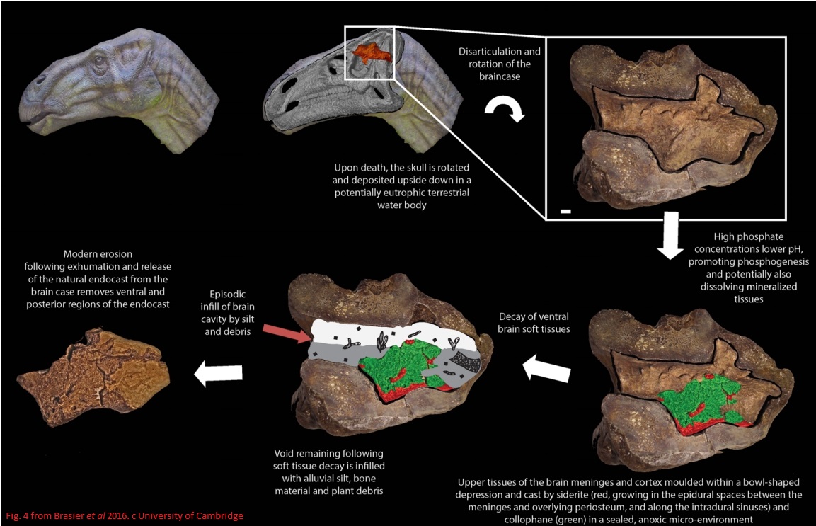 Mind and matter from the early Cretaceous