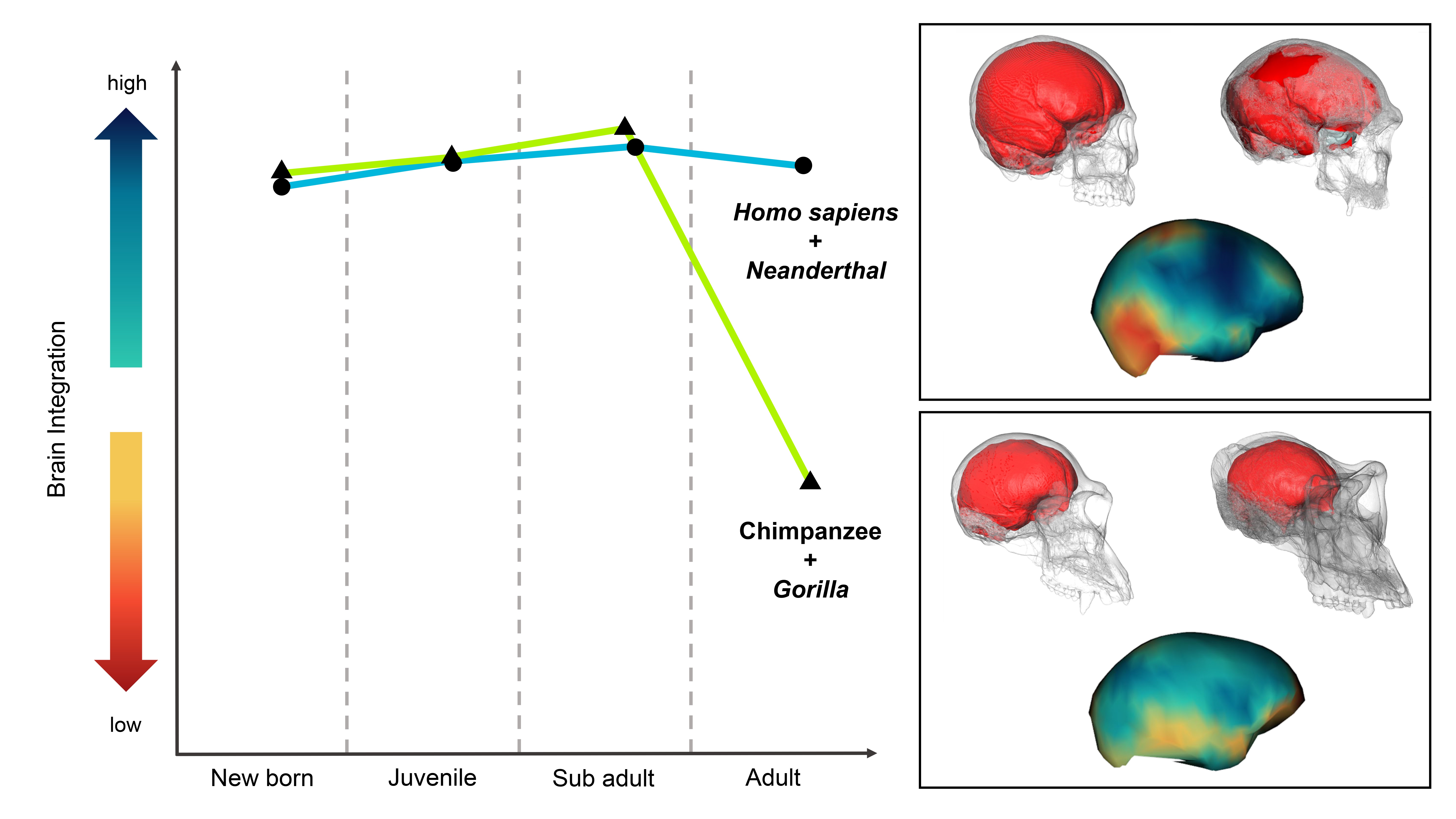 Extended youth identified in the human brain, but we are not alone