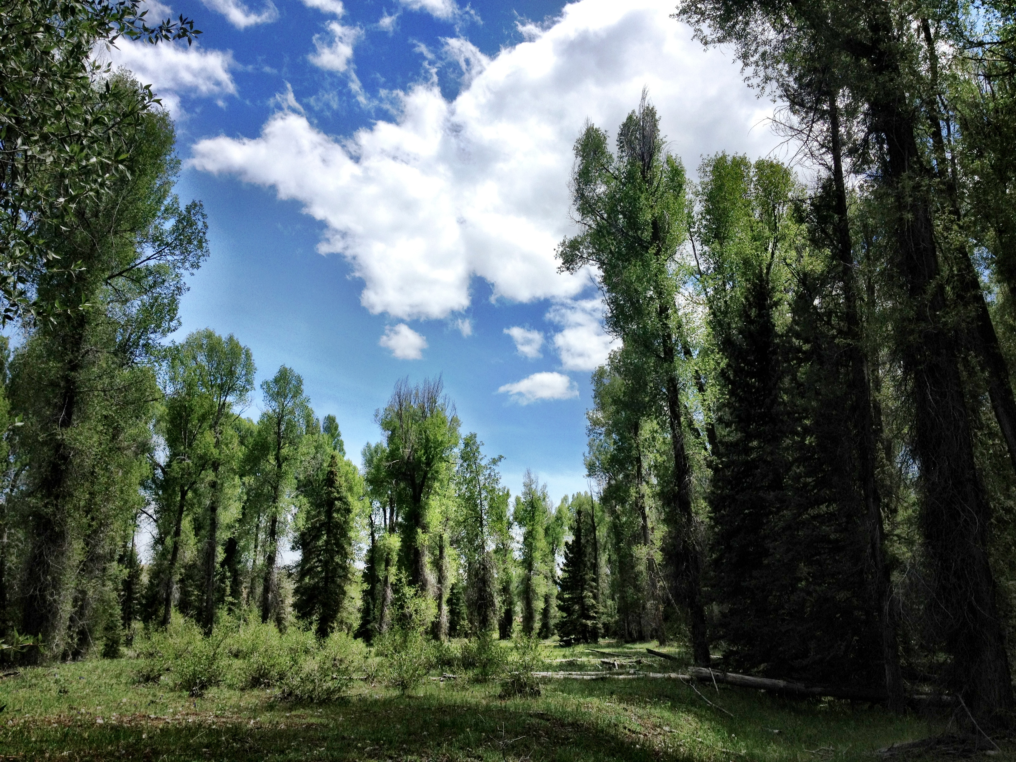 What is the reach of a tree?