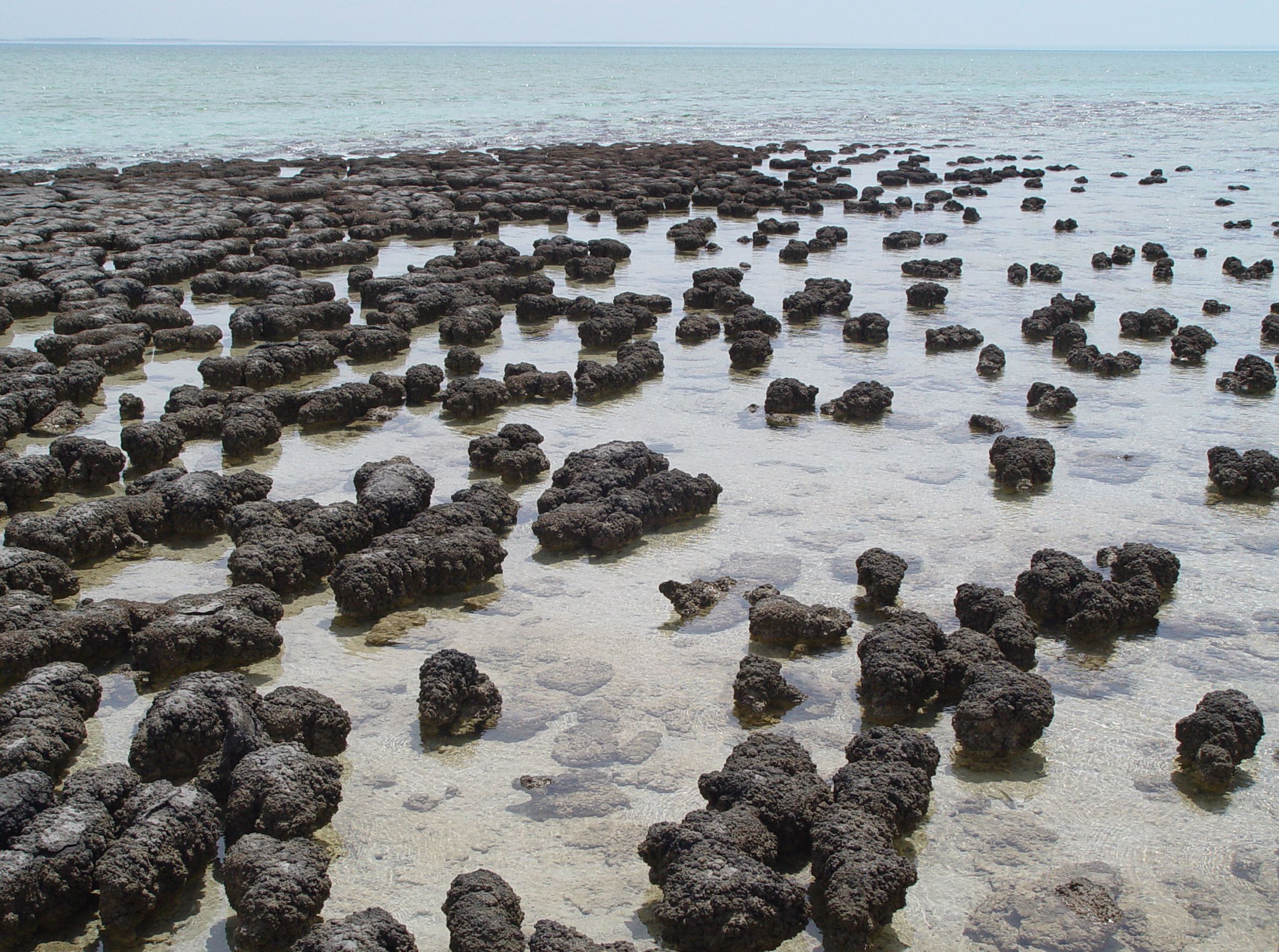 The curious consistency of carbon biosignatures over billions of years of Earth-life coevolution