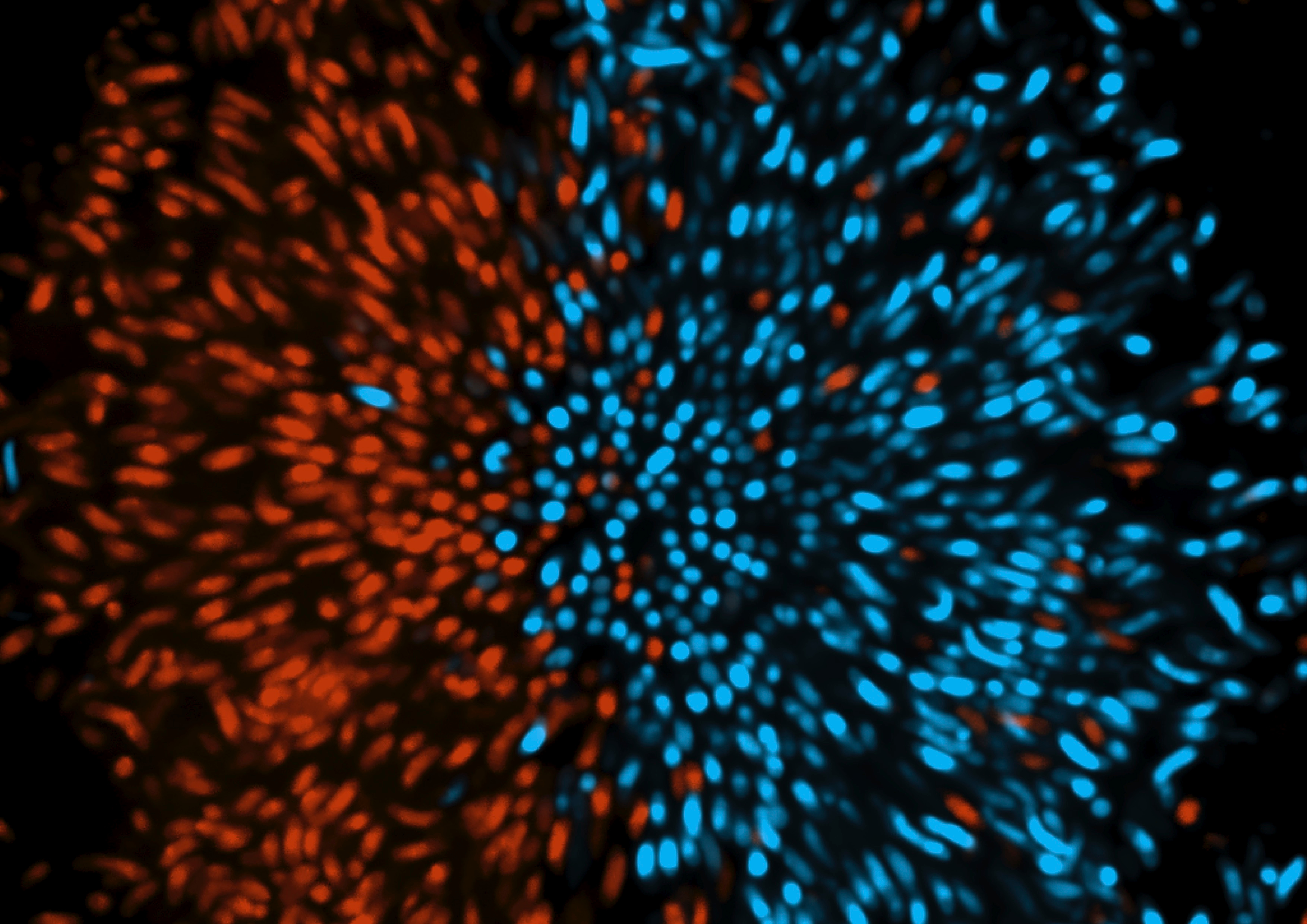 Antibiotics can promote biofilm invasion