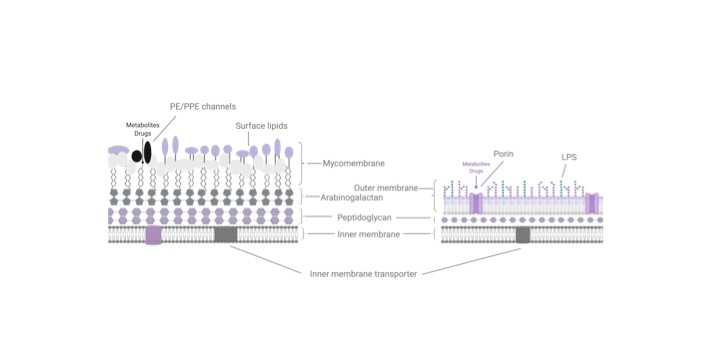Journal Club | Pouring in metabolites without porins