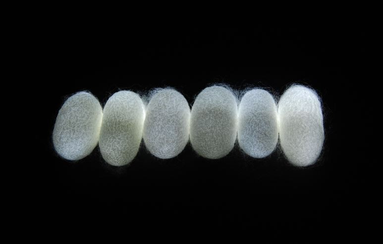 A bioengineering mission that led to a rendezvous with Anderson localization