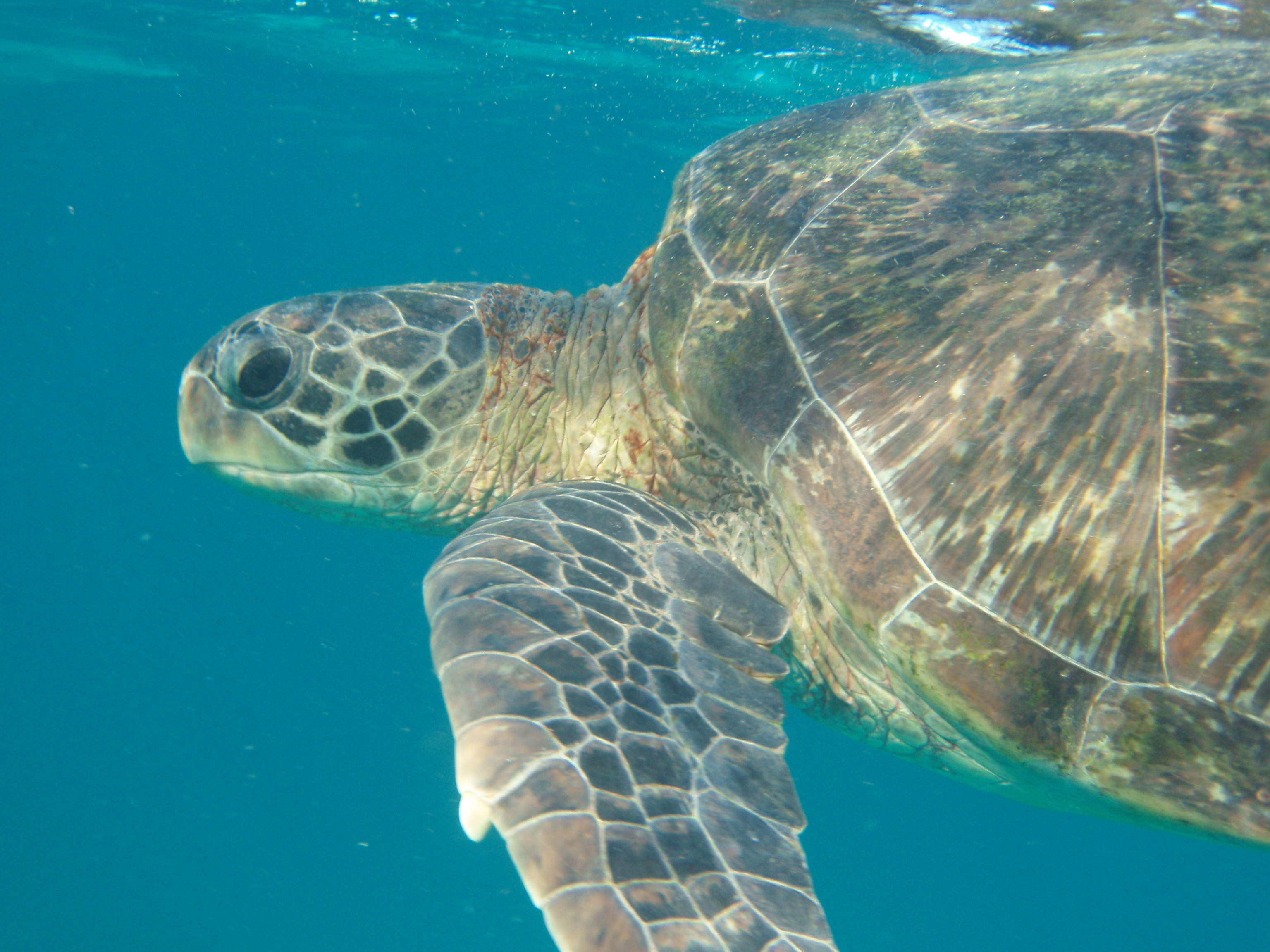 How much plastic does it take to kill a turtle?