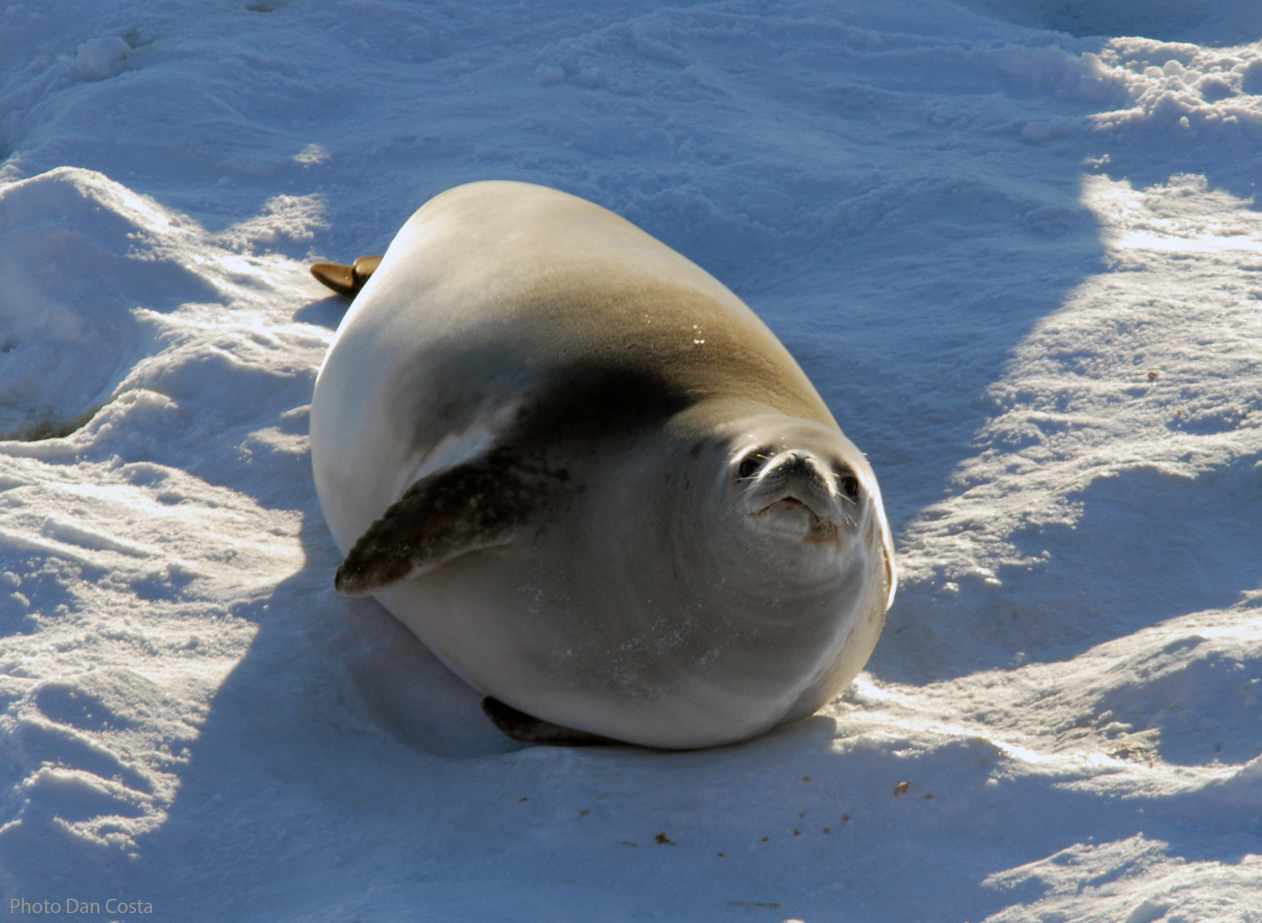 Using marine predators to inform us about future ecosystem changes