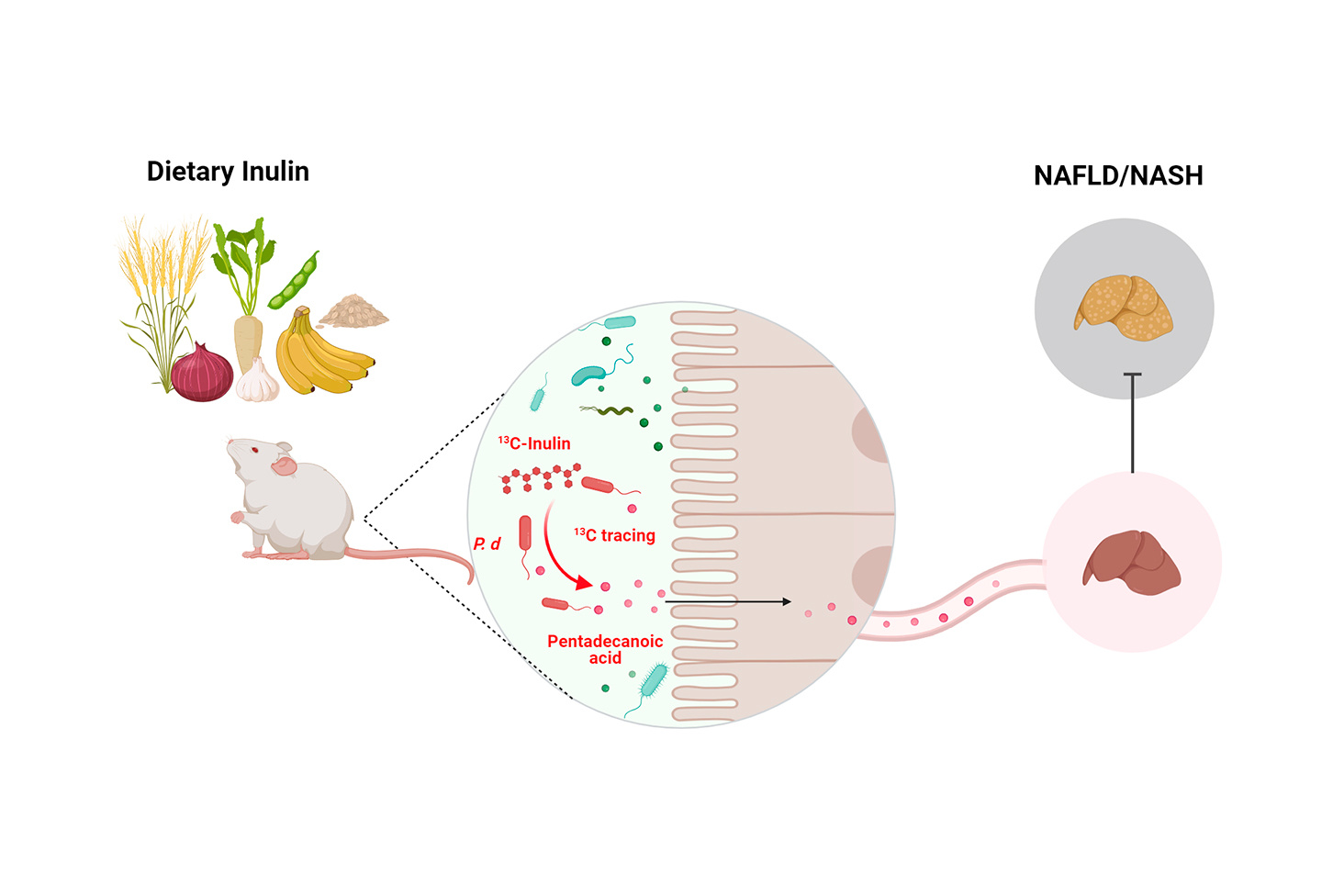 Stable isotope tracing to probe dietary fibre-associated gut microbes and metabolites in the prevention of NASH