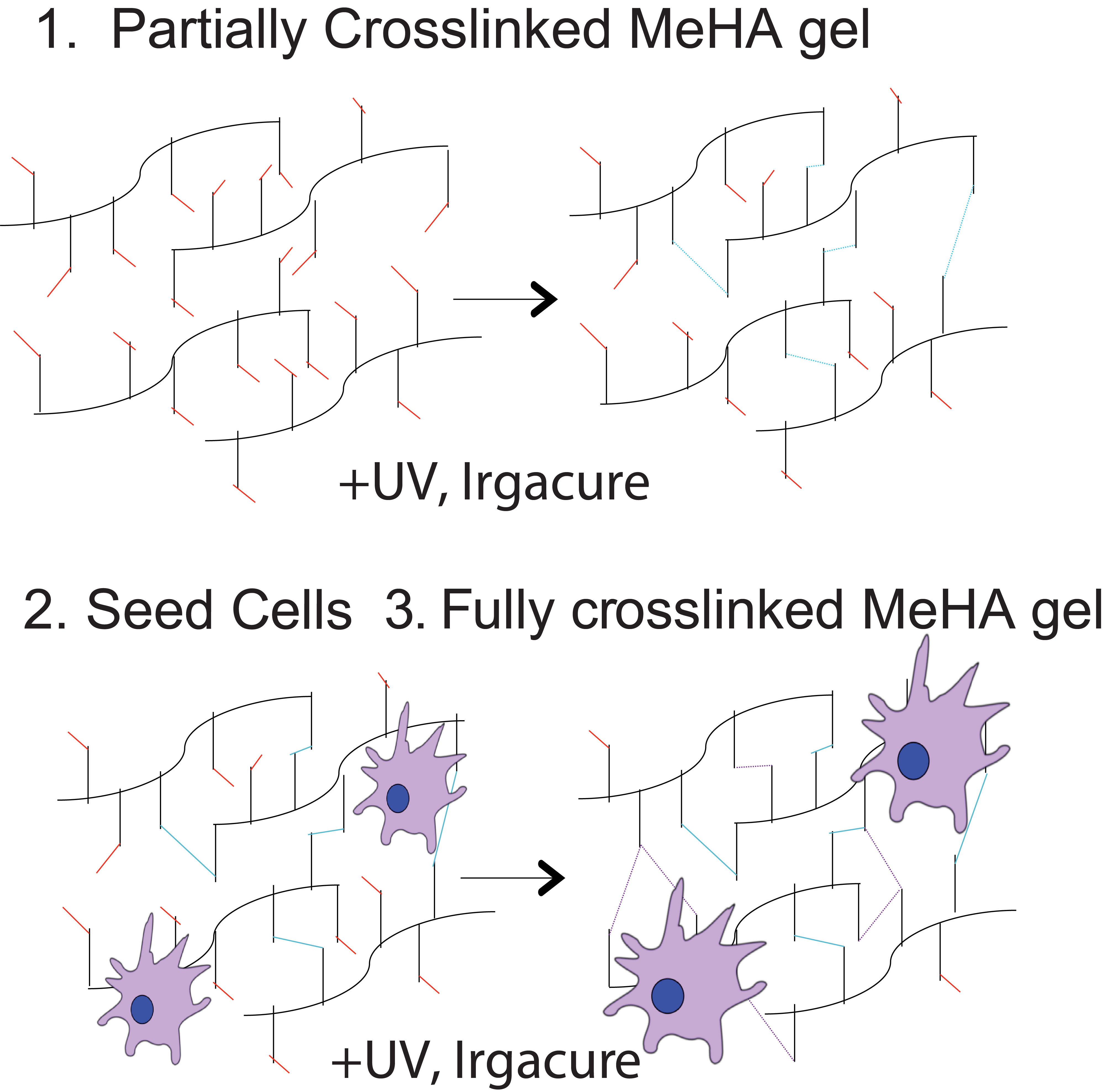 Mechanical Activation of Noncoding RNA in Human Cardiomyocytes
