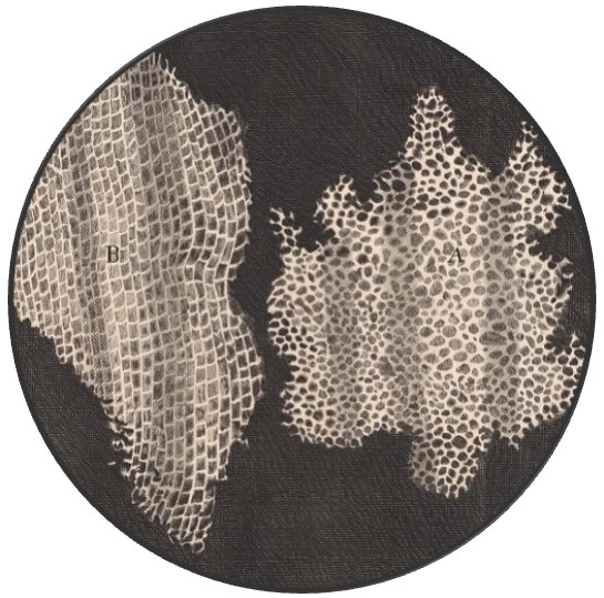 Why did Robert Hooke call them “cells”?