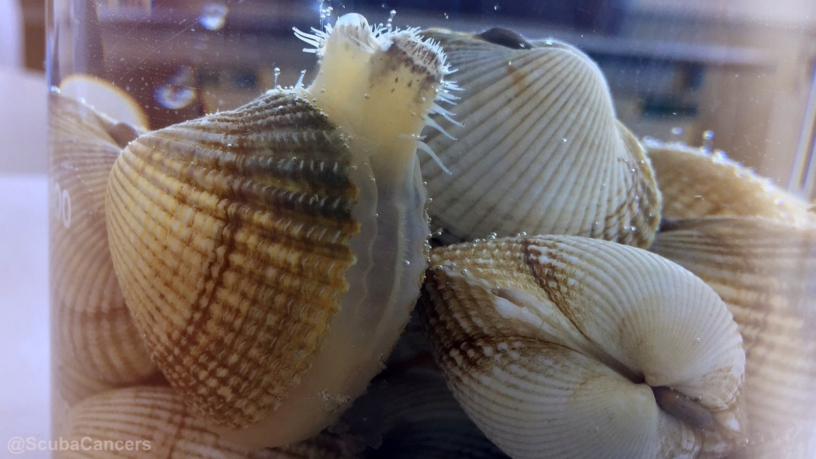 Evolutionary Insights into Cockle Transmissible Cancers