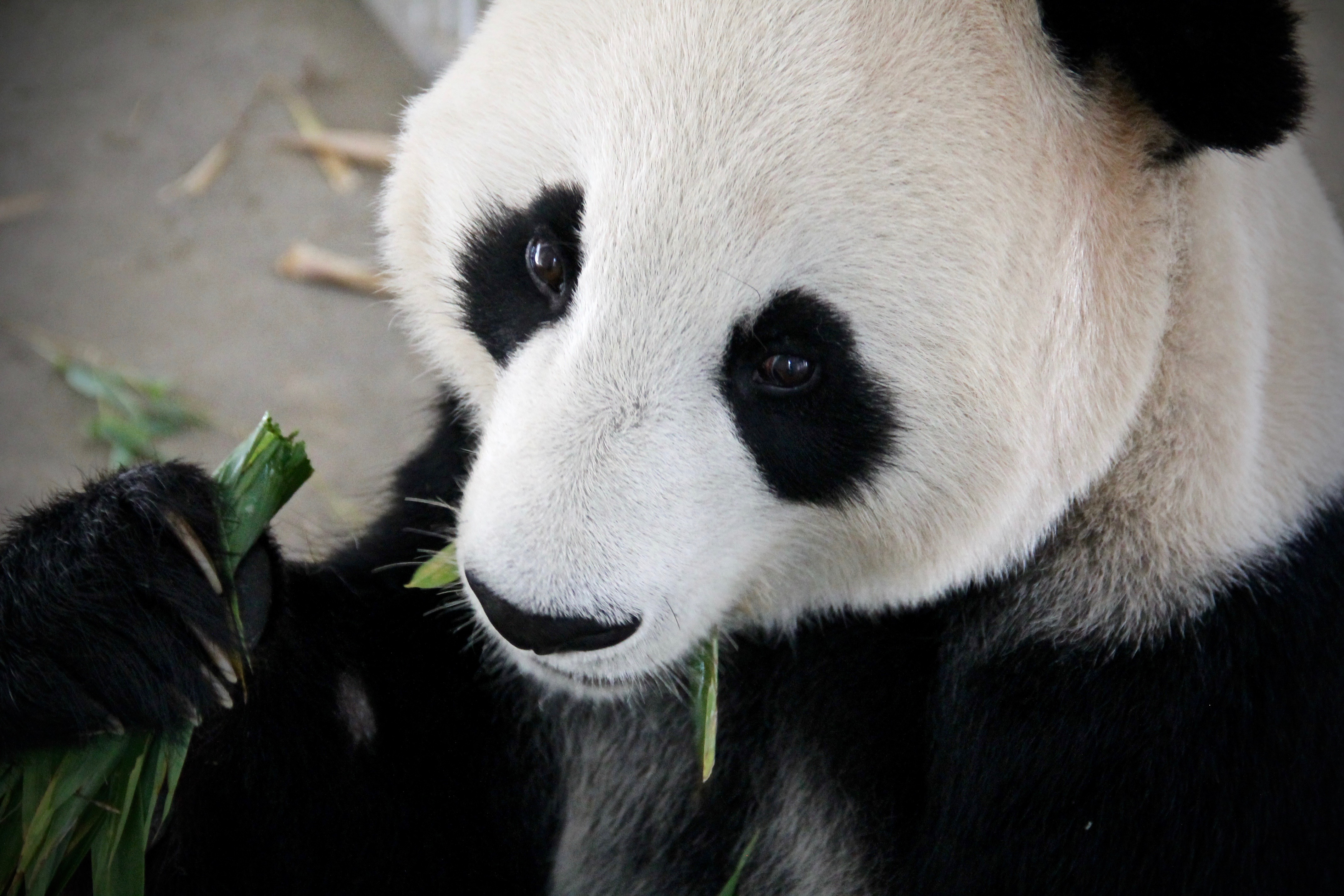 Pacing Pandas: Do stereotypies increase reproductive success?