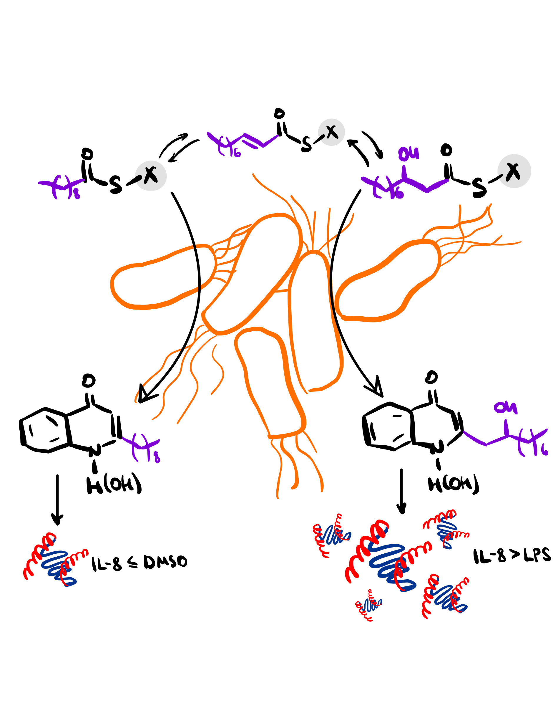 Unveiling Pseudomonas aeruginosa's Hidden Arsenal of Quinolones