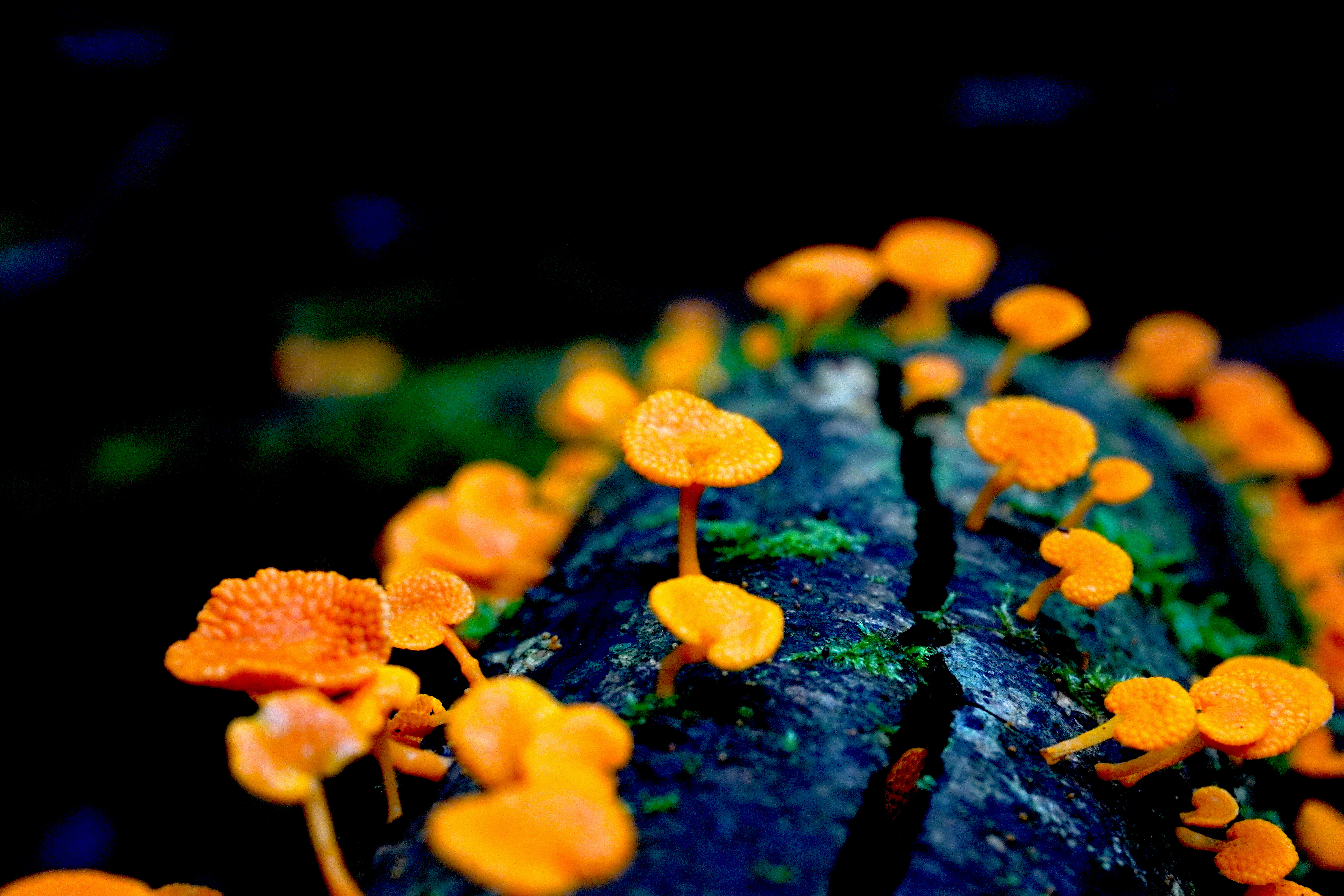 2024 BMC Ecology and Evolution and BMC Zoology Image Competition