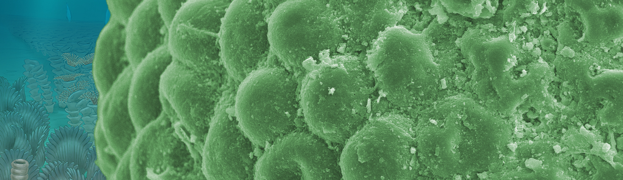 Immortal alga
