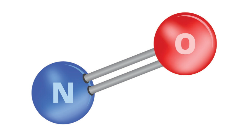 Continue exploring: Nitric oxide signalling in cardiovascular health and disease