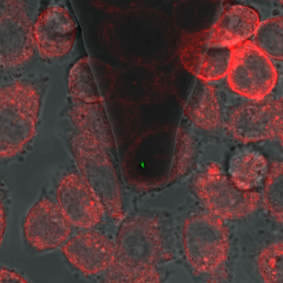 Glycans pull the trigger but JAM-A initiates reovirus entry into living cells
