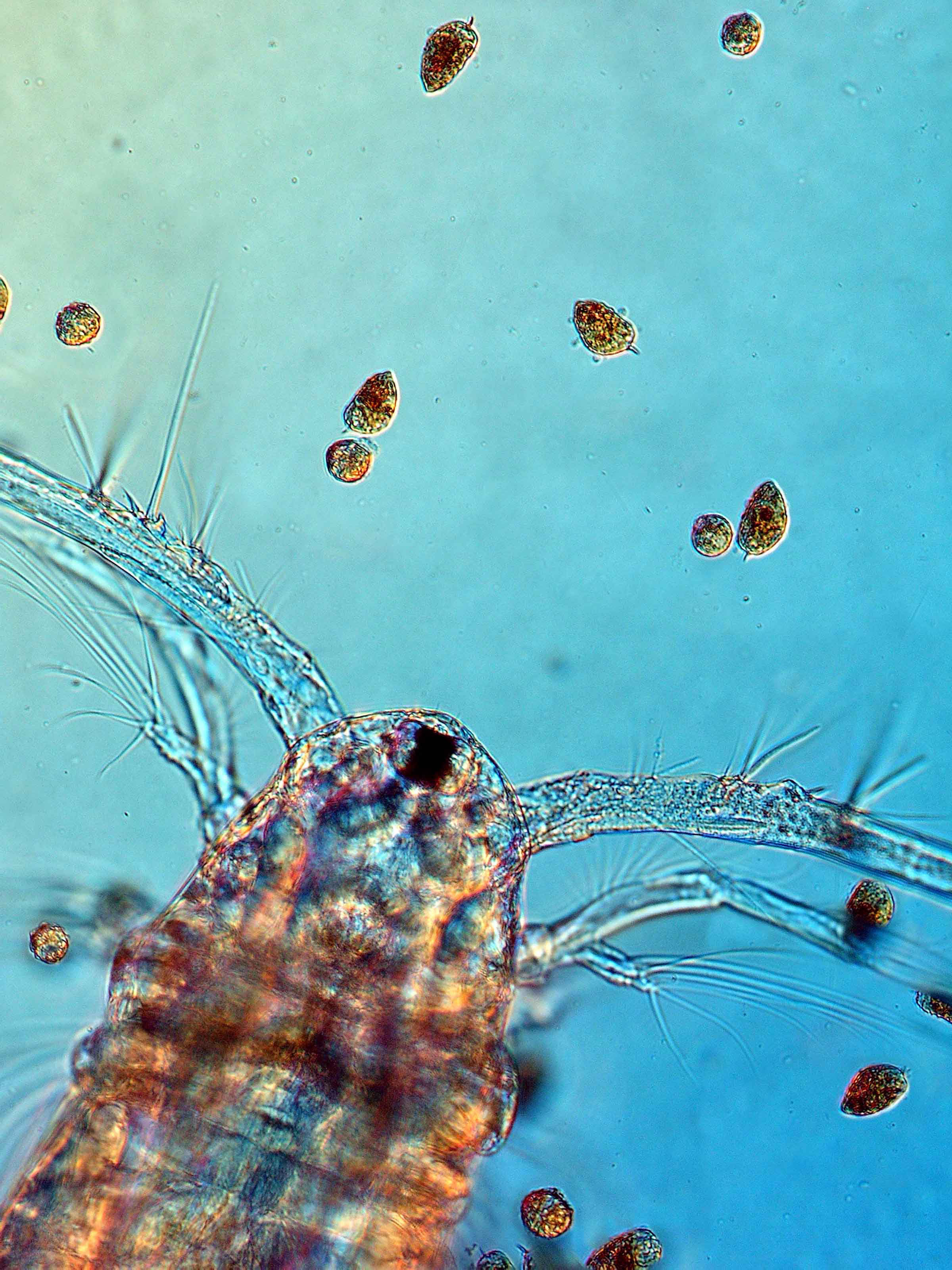 Climate change-induced shifts in the distribution of plankton alter the global carbon cycle