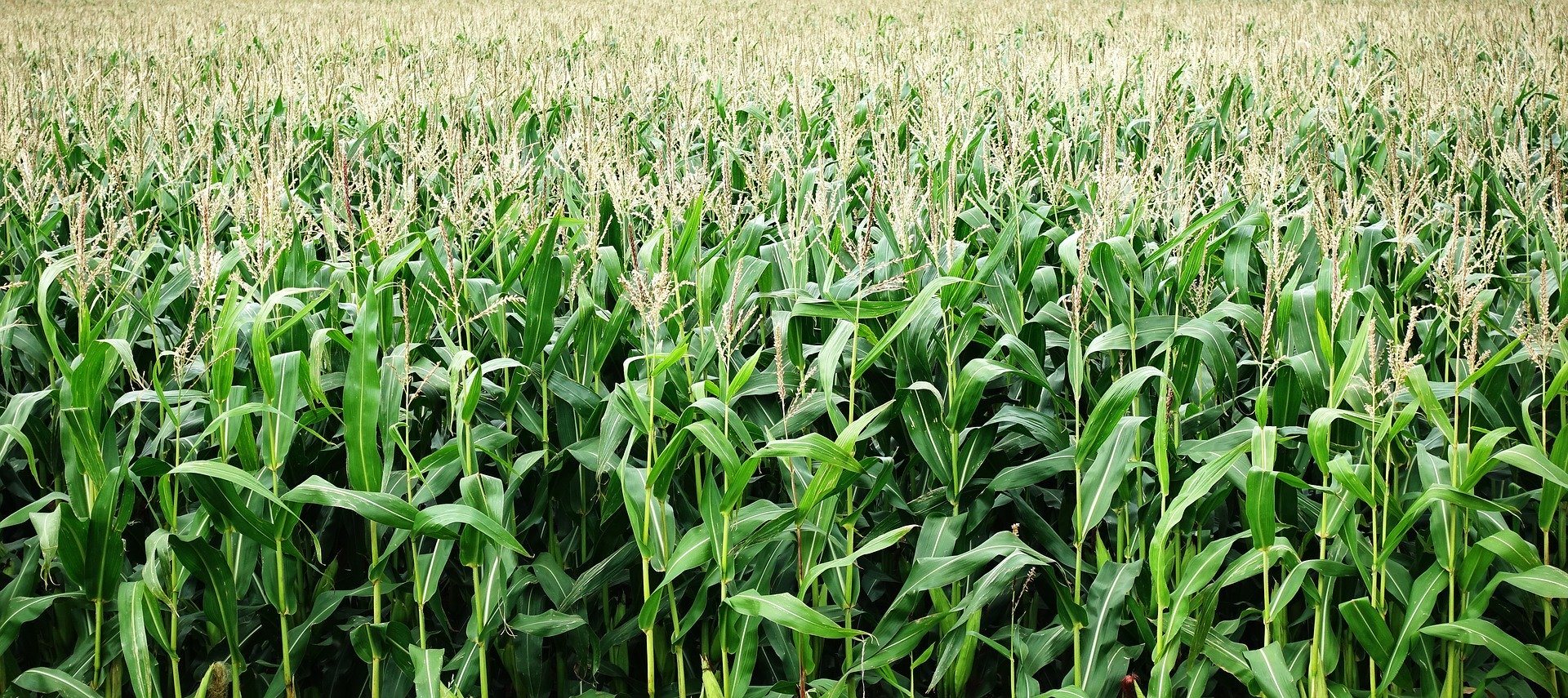 Realize ecological intensification by increasing agricultural biodiversity