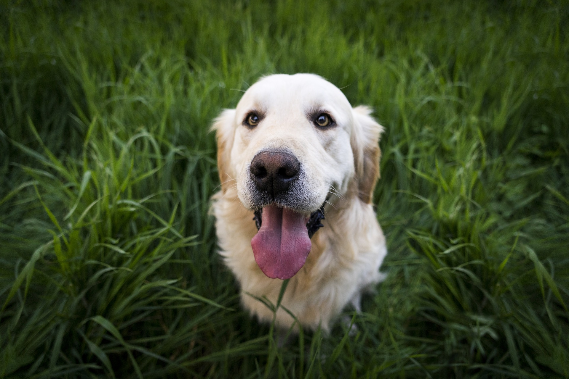 Podcast - Adventures in Animal Neuroscience.