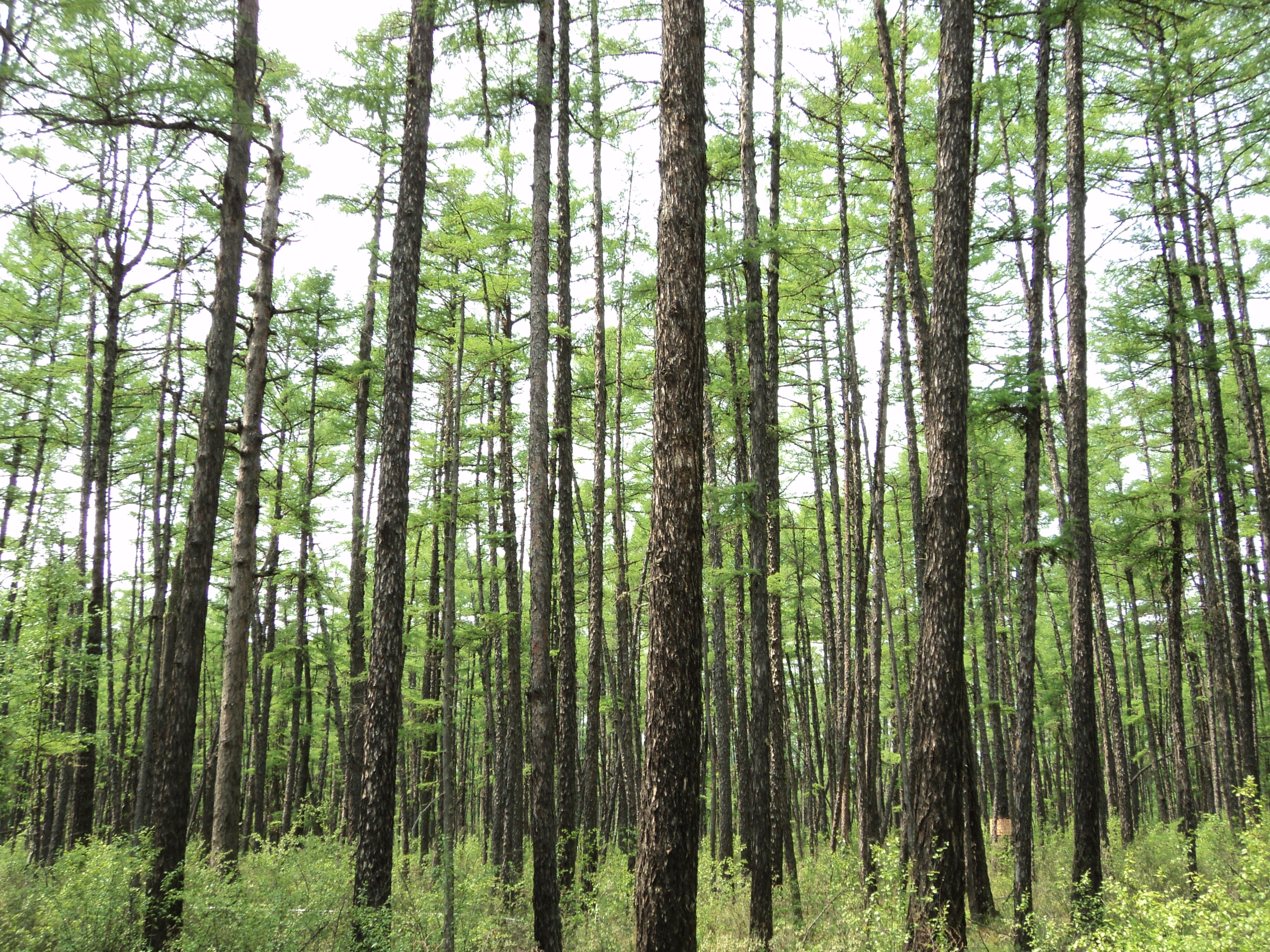 Quantifying terrestrial nitrogen and phosphorus limitation 