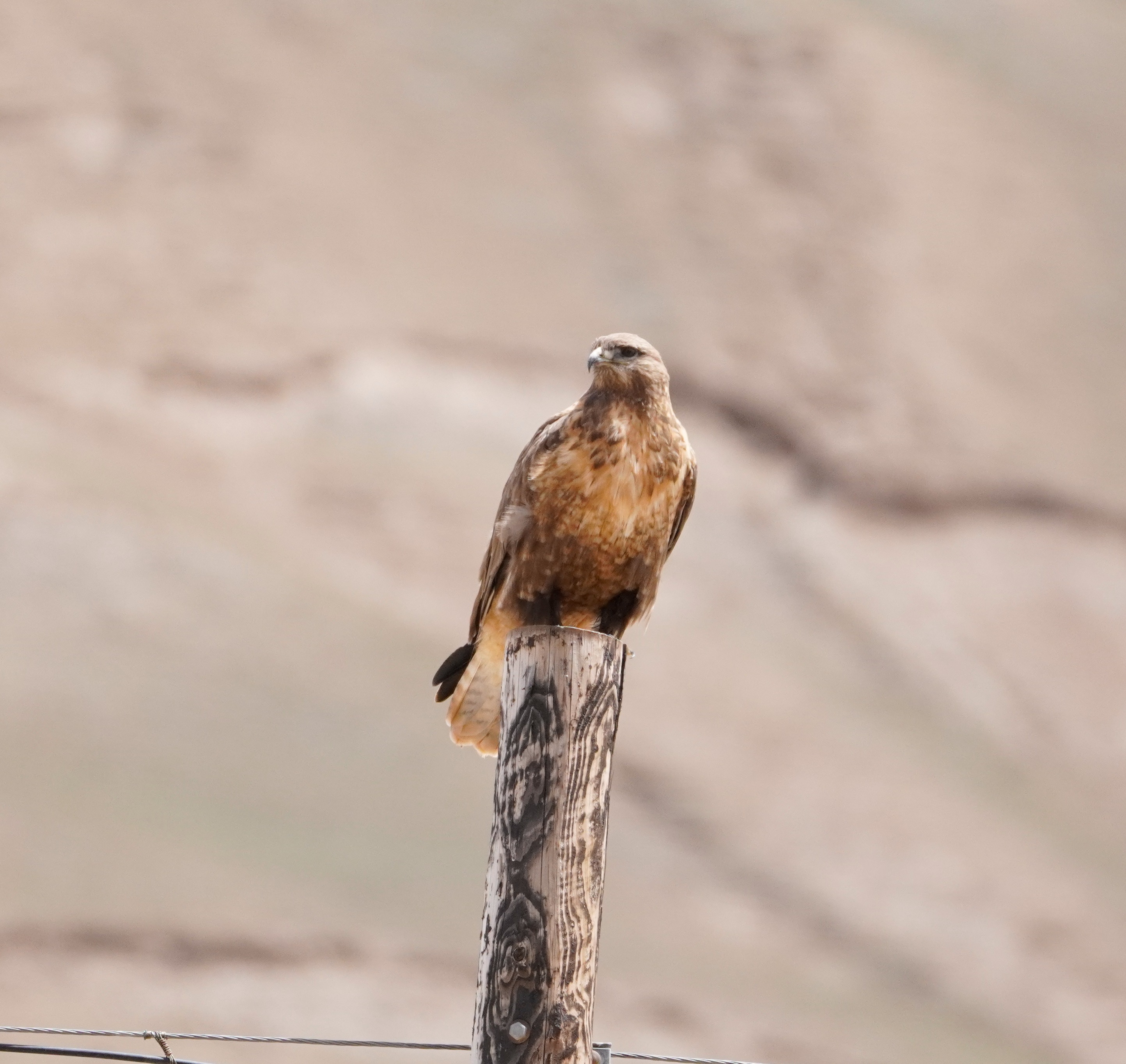 Go to the profile of Chen Yilin