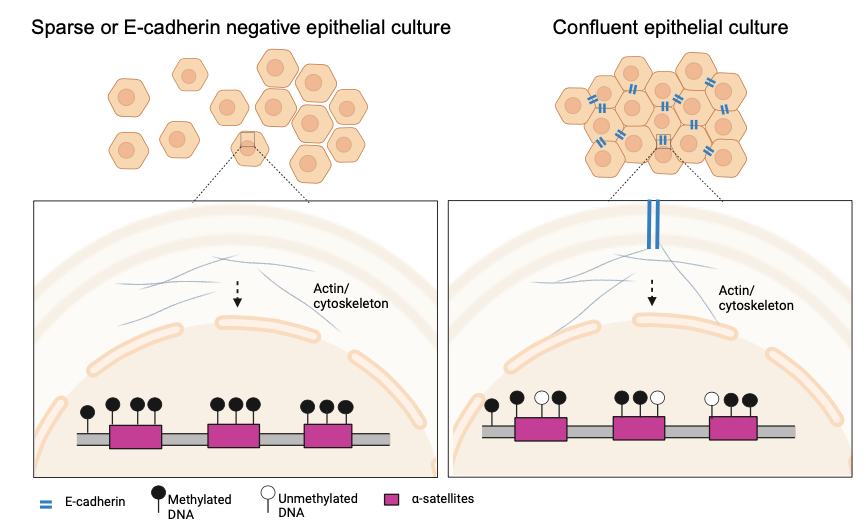 How Cells Use DNA Methylation to Know About Their Neighbors: Our Story of a Scientific Discovery on a Monday Morning