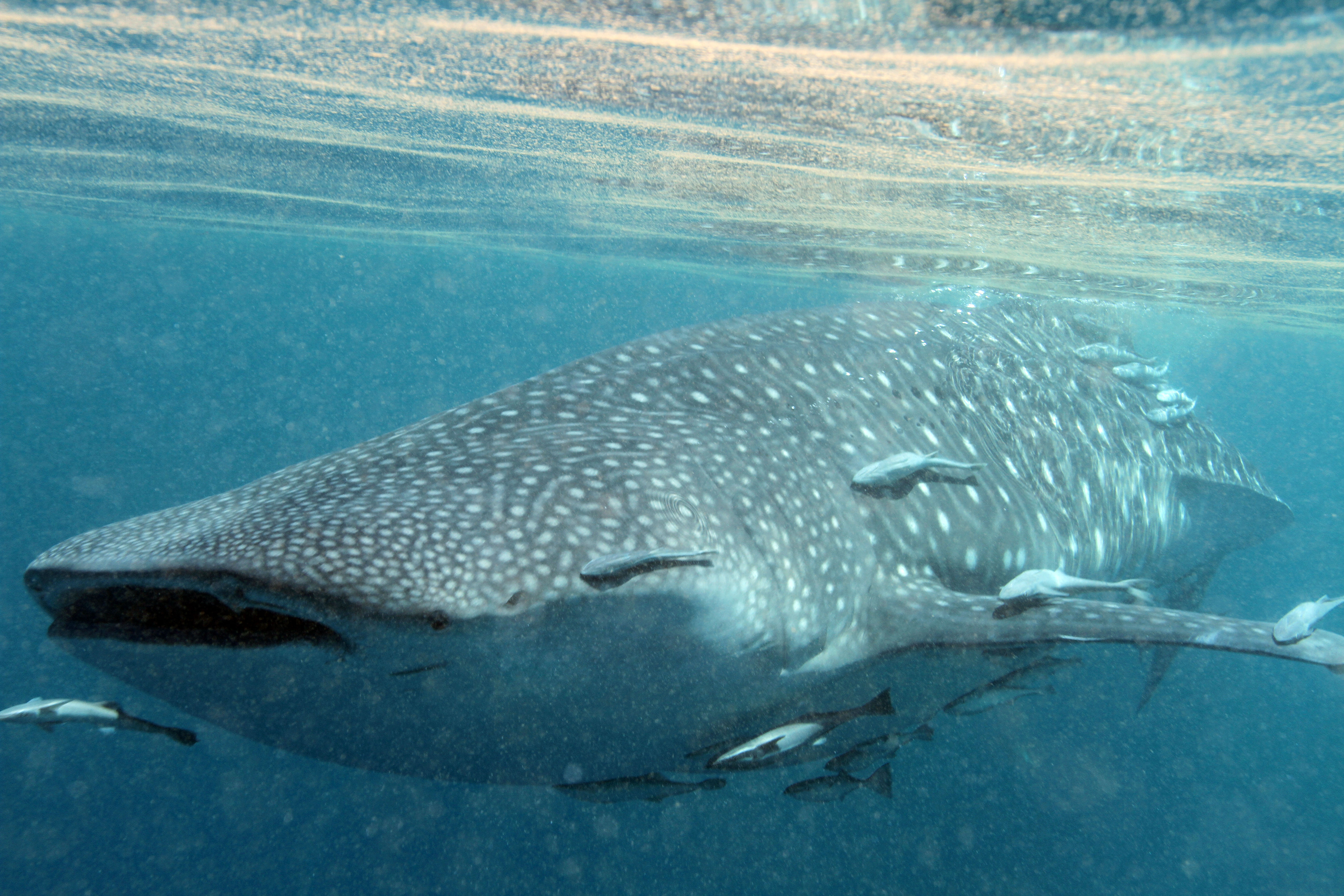 World Oceans Day