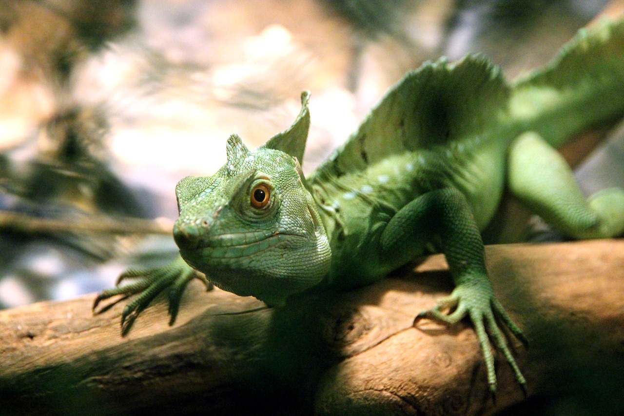 A paleontological gold mine to understand the radiation of reptiles