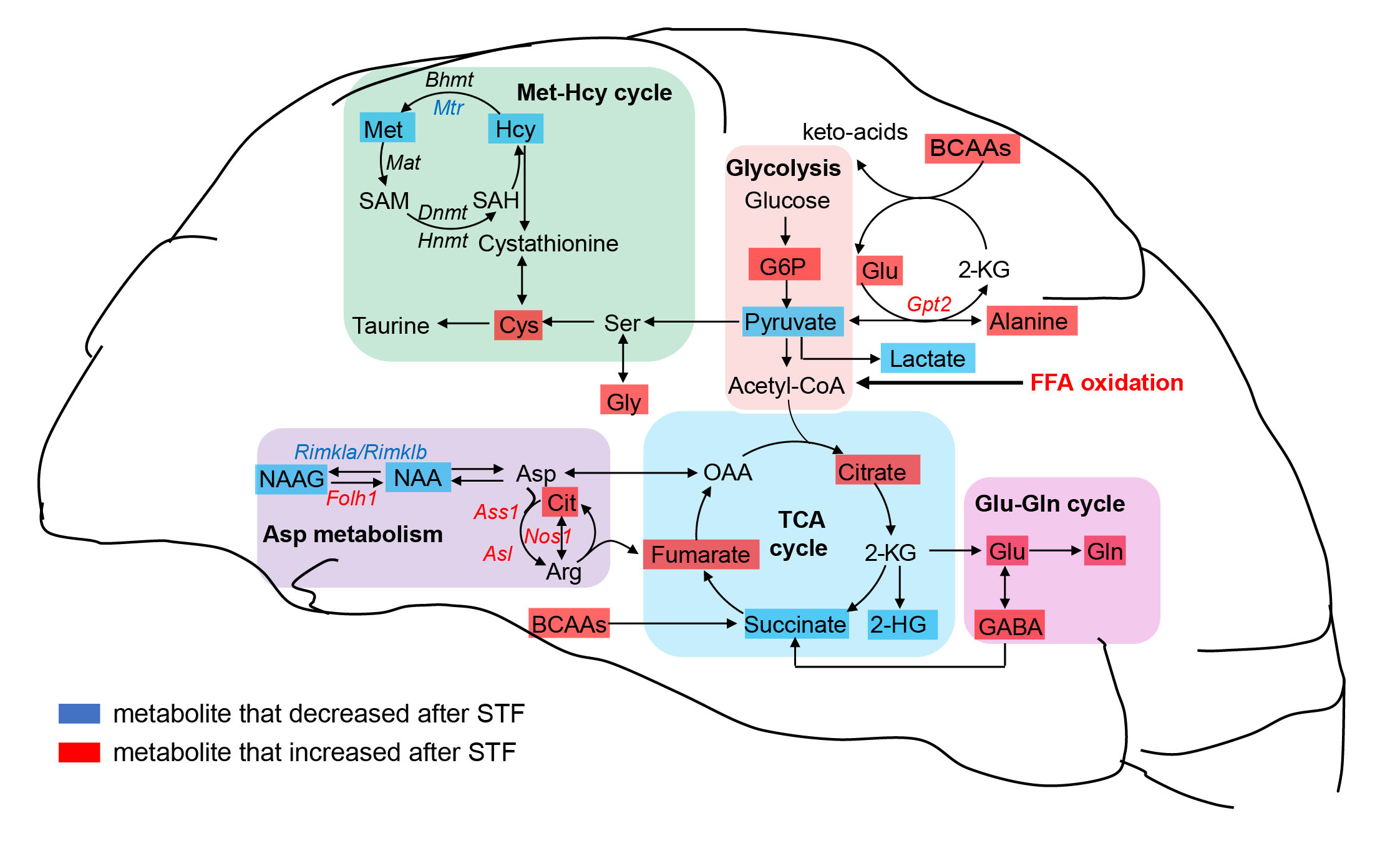Deciphering the effect of short-term fasting on the brain metabolism