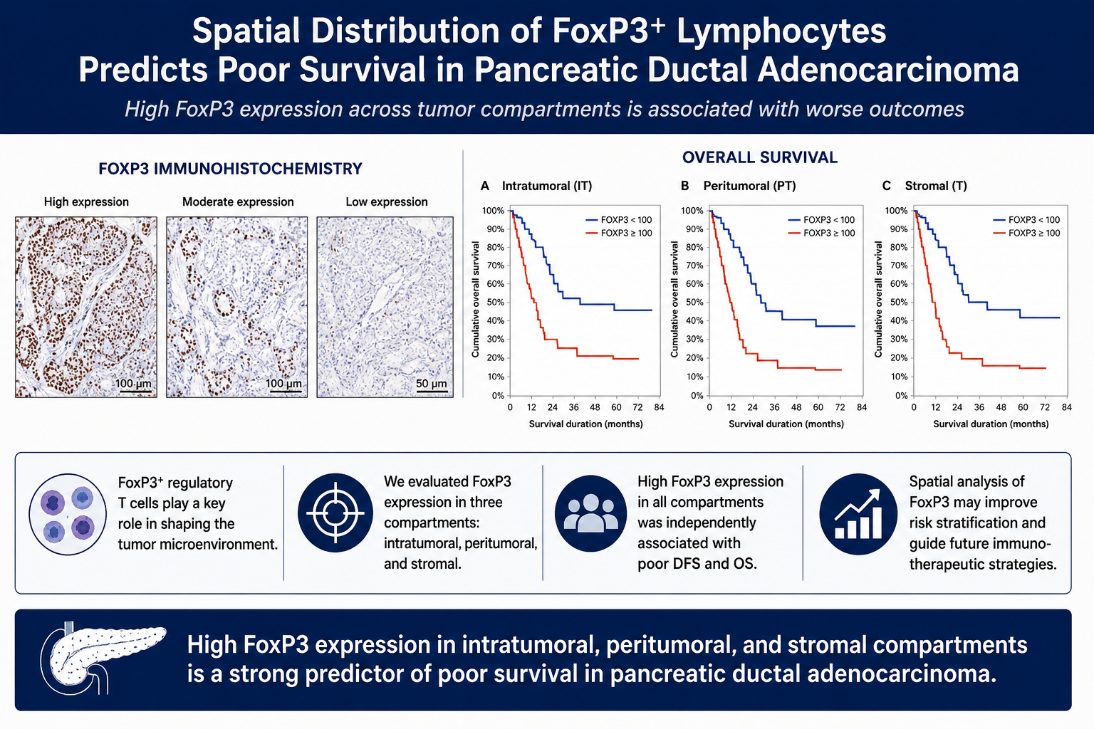 Not All FoxP3-Positive Lymphocytes Are Equal: Spatial Localization Predicts Survival in Pancreatic Cancer