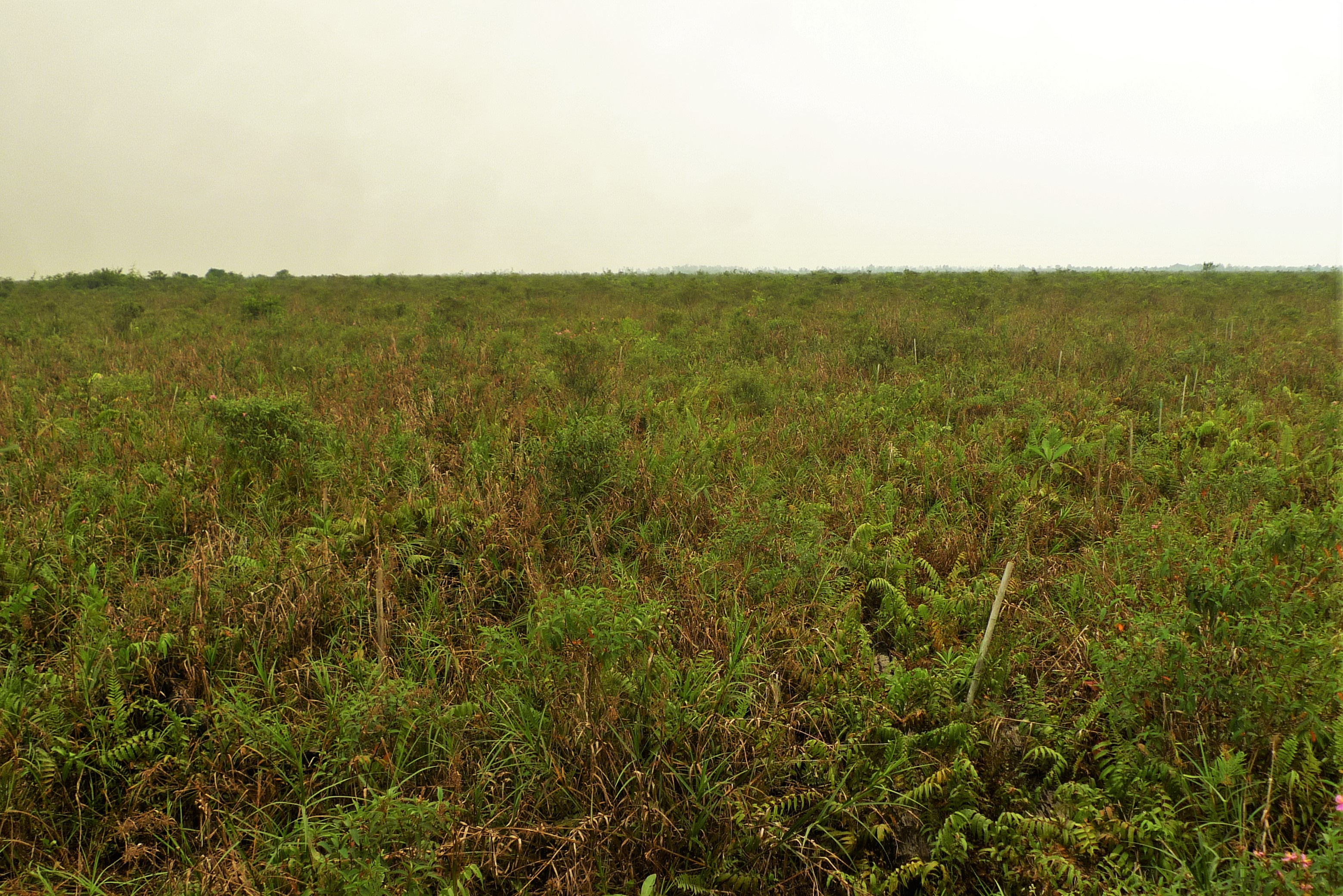 Economic and social constraints on reforestation for climate mitigation in Southeast Asia