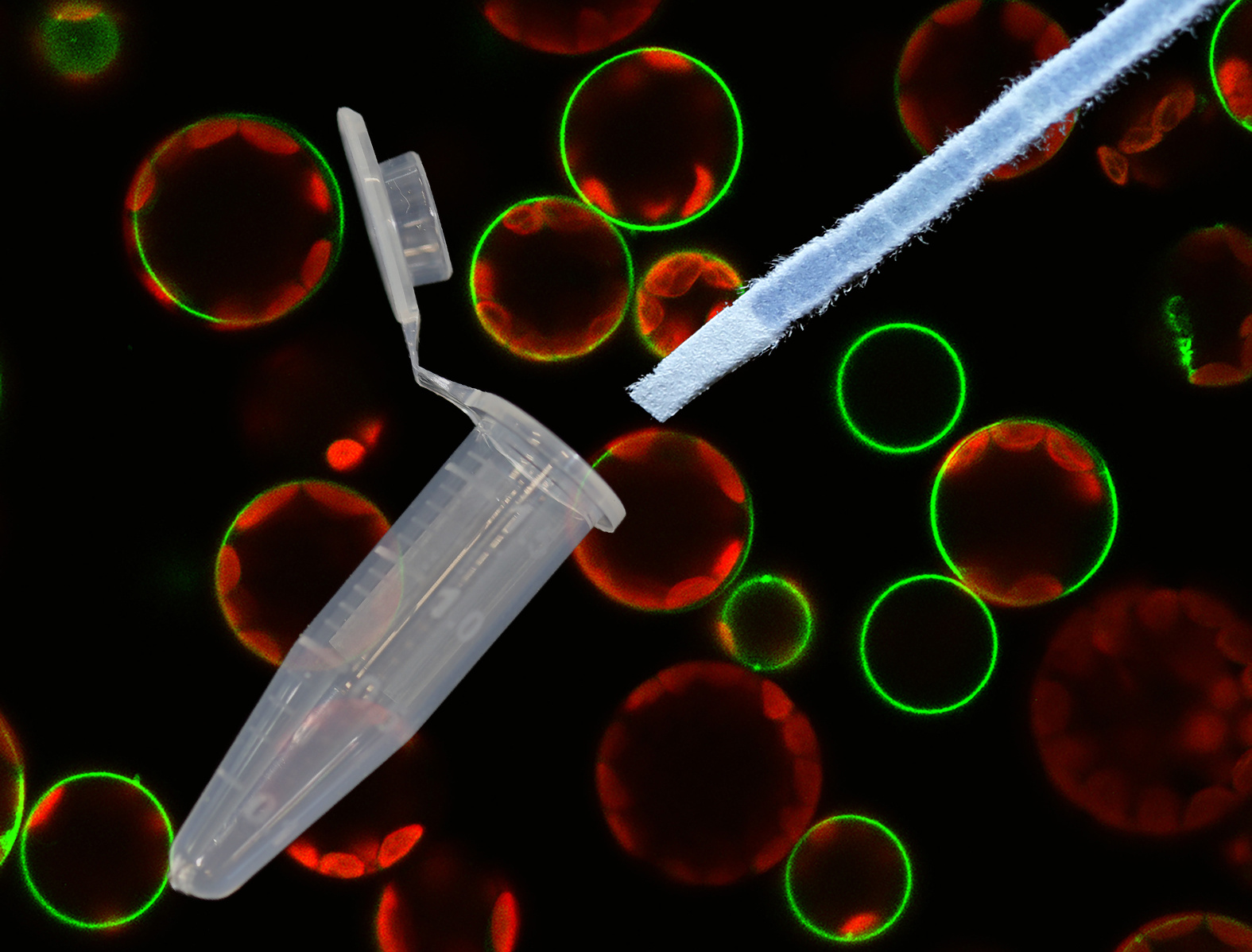 30-second nucleic acid purification 