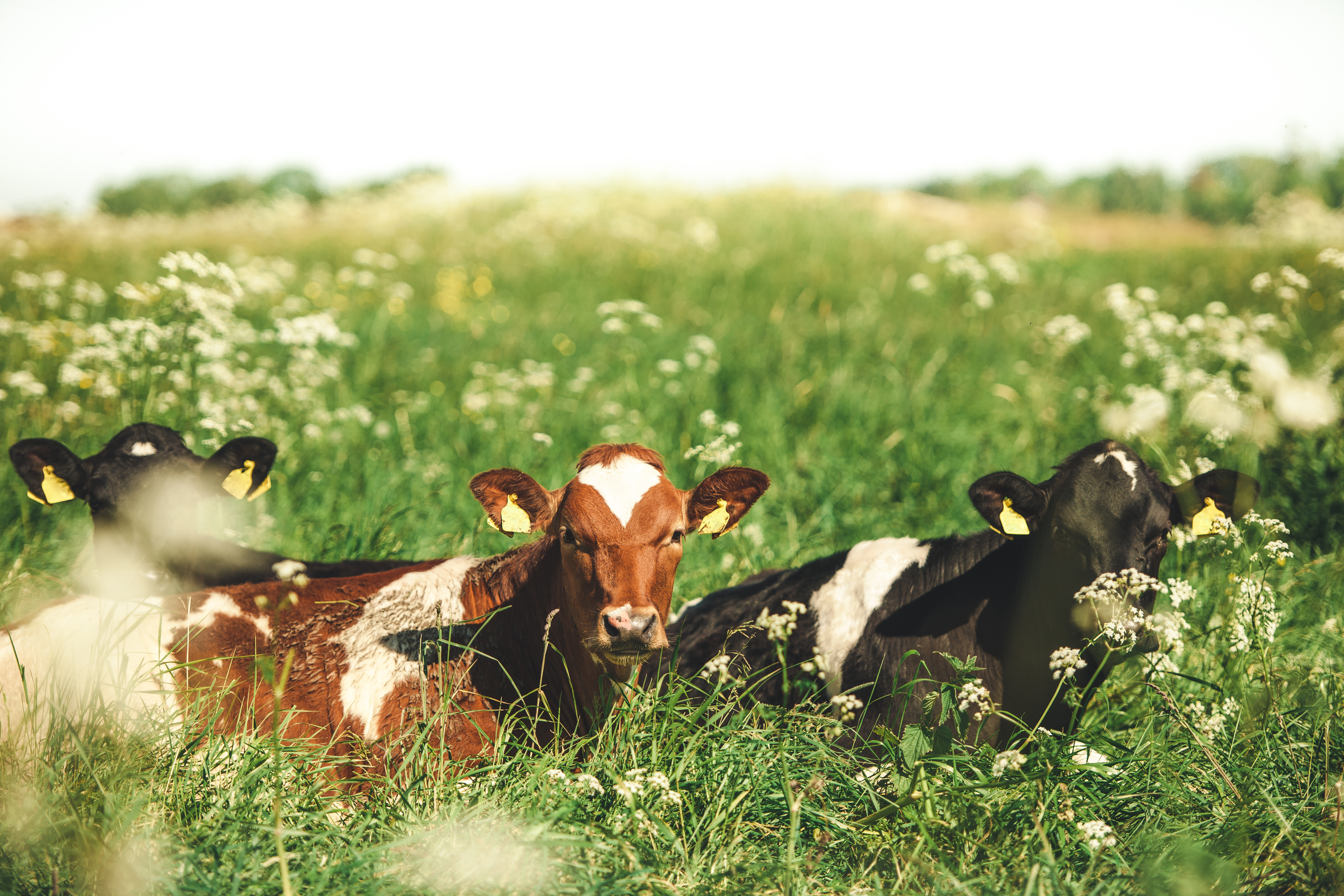 Assessing Animal Welfare in Dairy Farming: Insights on Housing and Management Practices