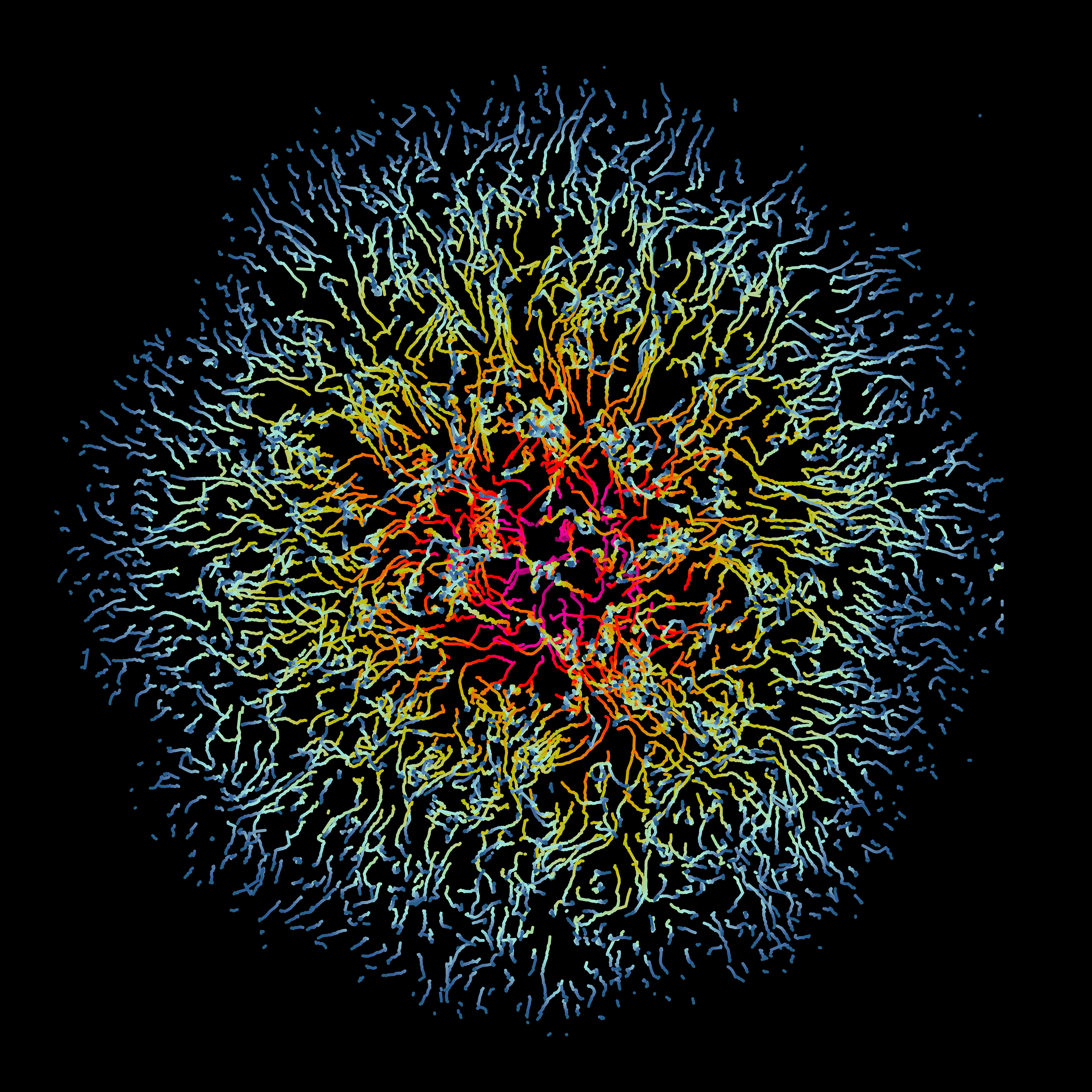 Virus Infection in Motion