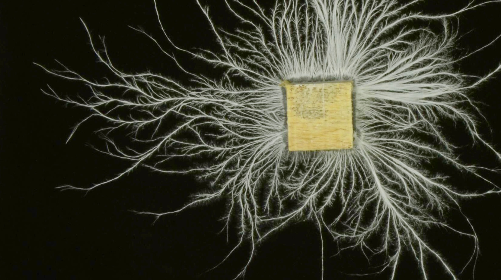 Why are fungal networks so widespread?