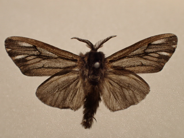 High tensile strengths of bagworm moth silk is revealed by its genome – but is it “extraordinary”?