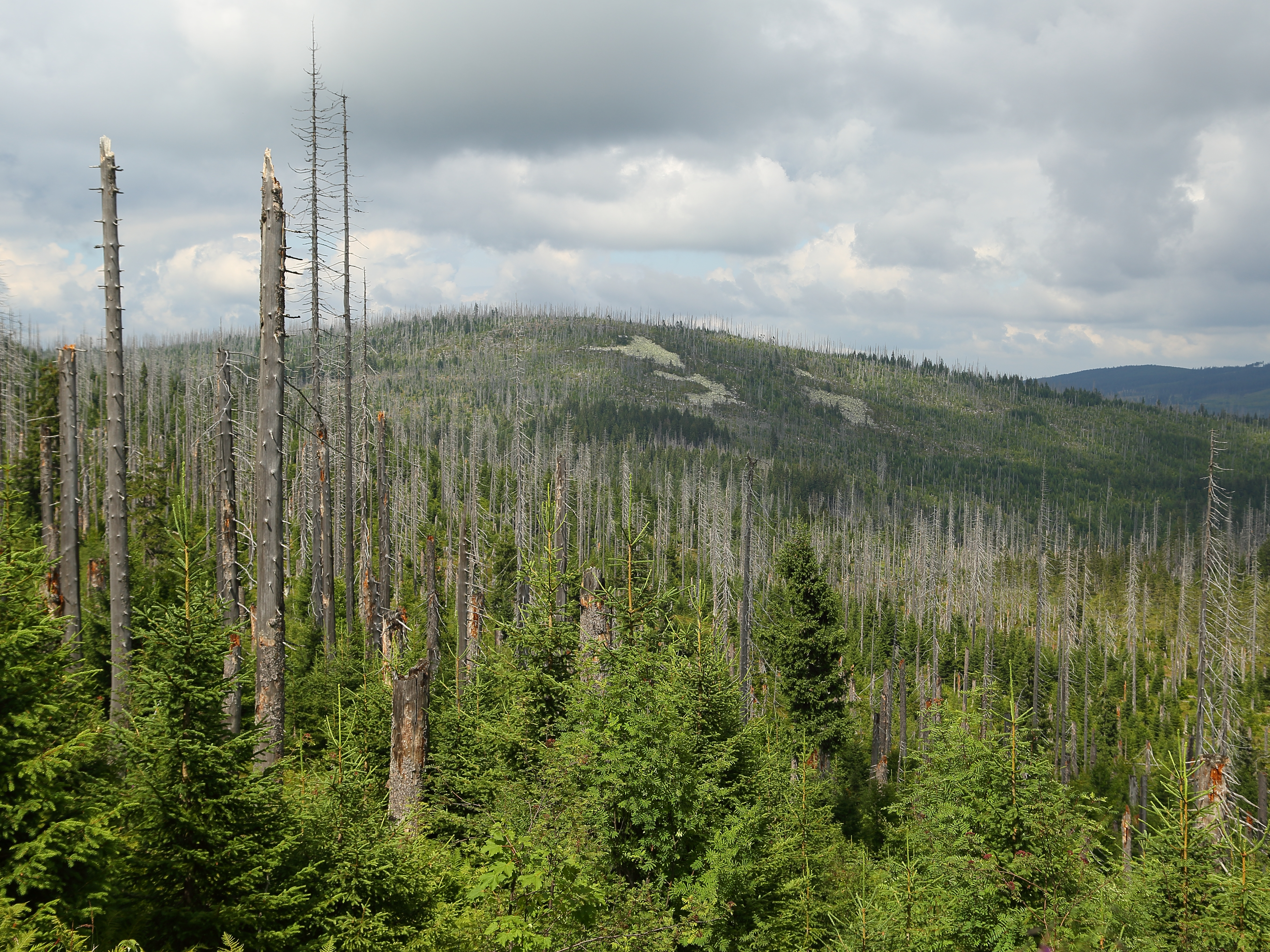 How much is enough? Protecting biodiversity in salvage logging disturbed forests by set-aside approaches