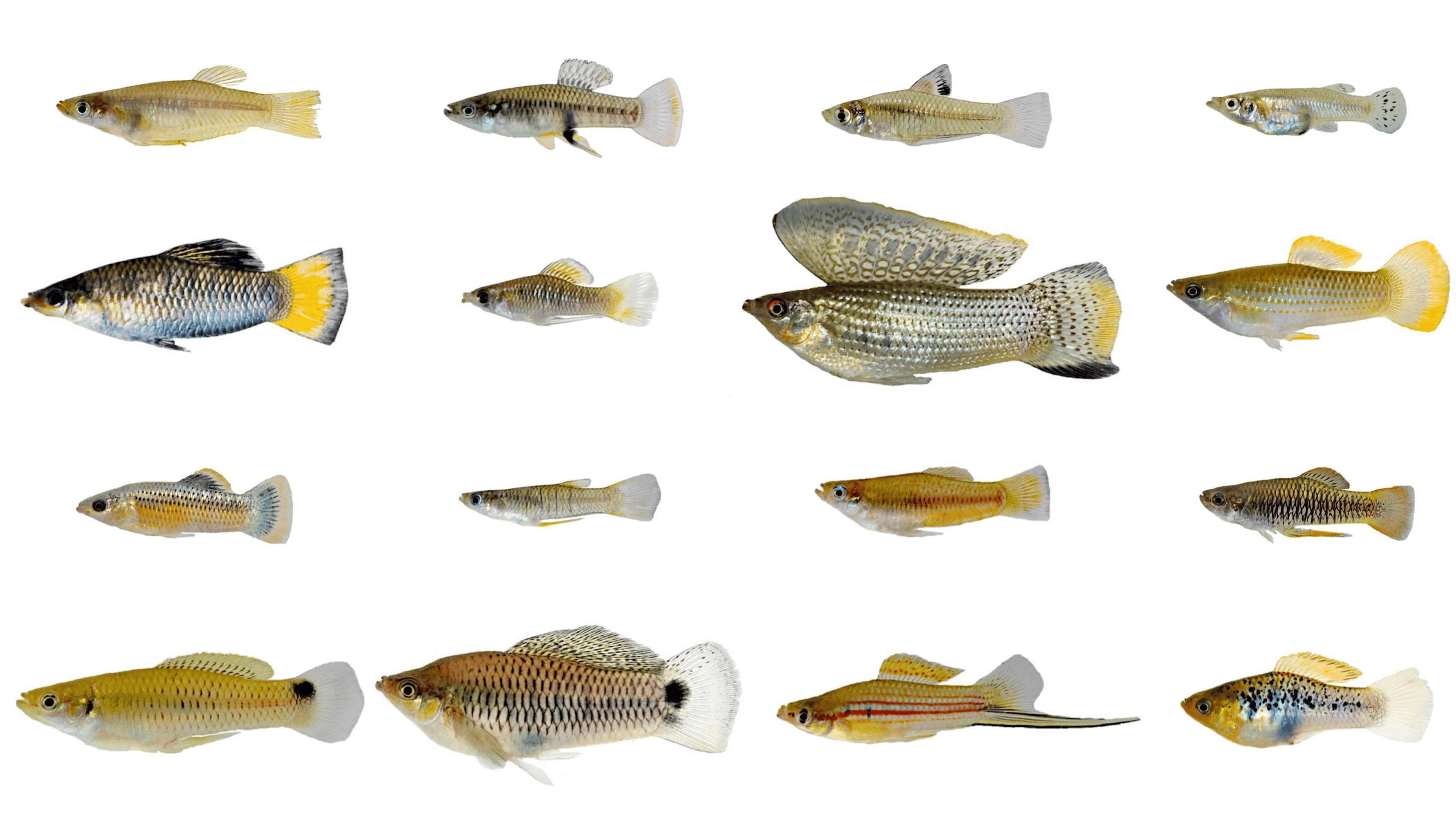 Differences between males and females affect patterns of evolutionary diversification