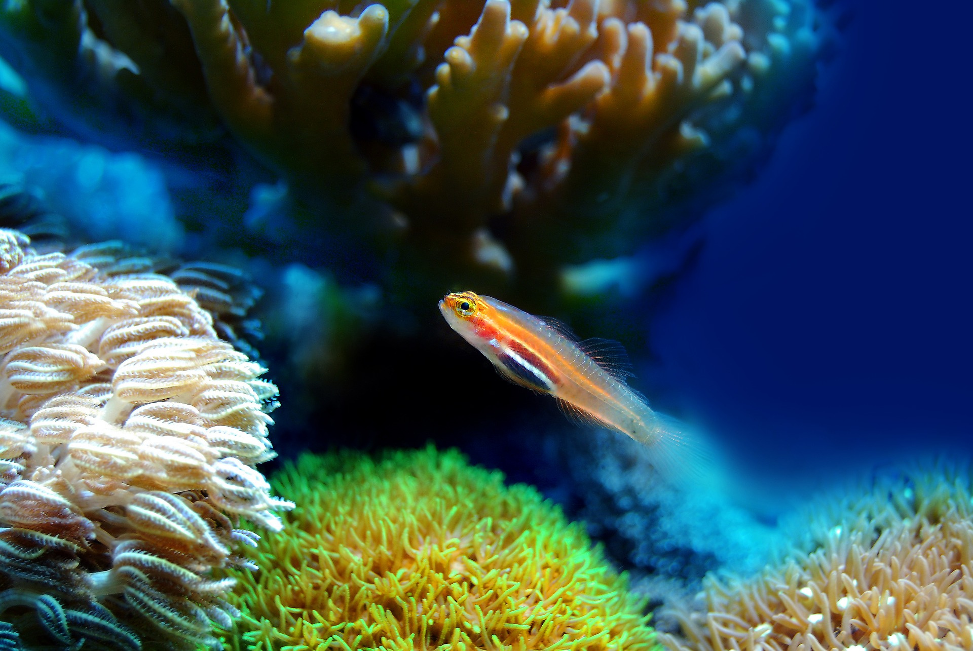 Podcast: When neuroscience meets conservation science